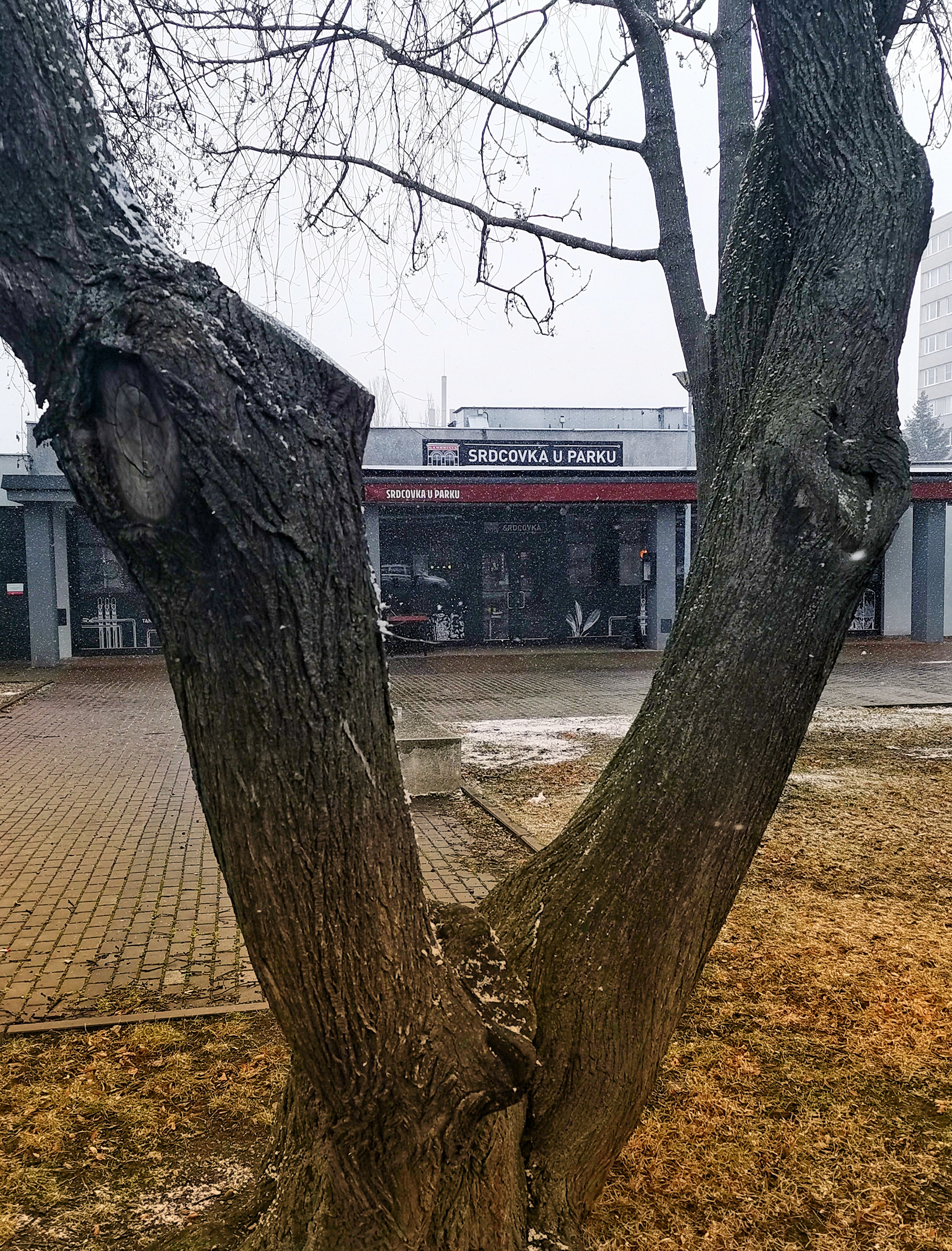 Srdcovka u parku foto 5