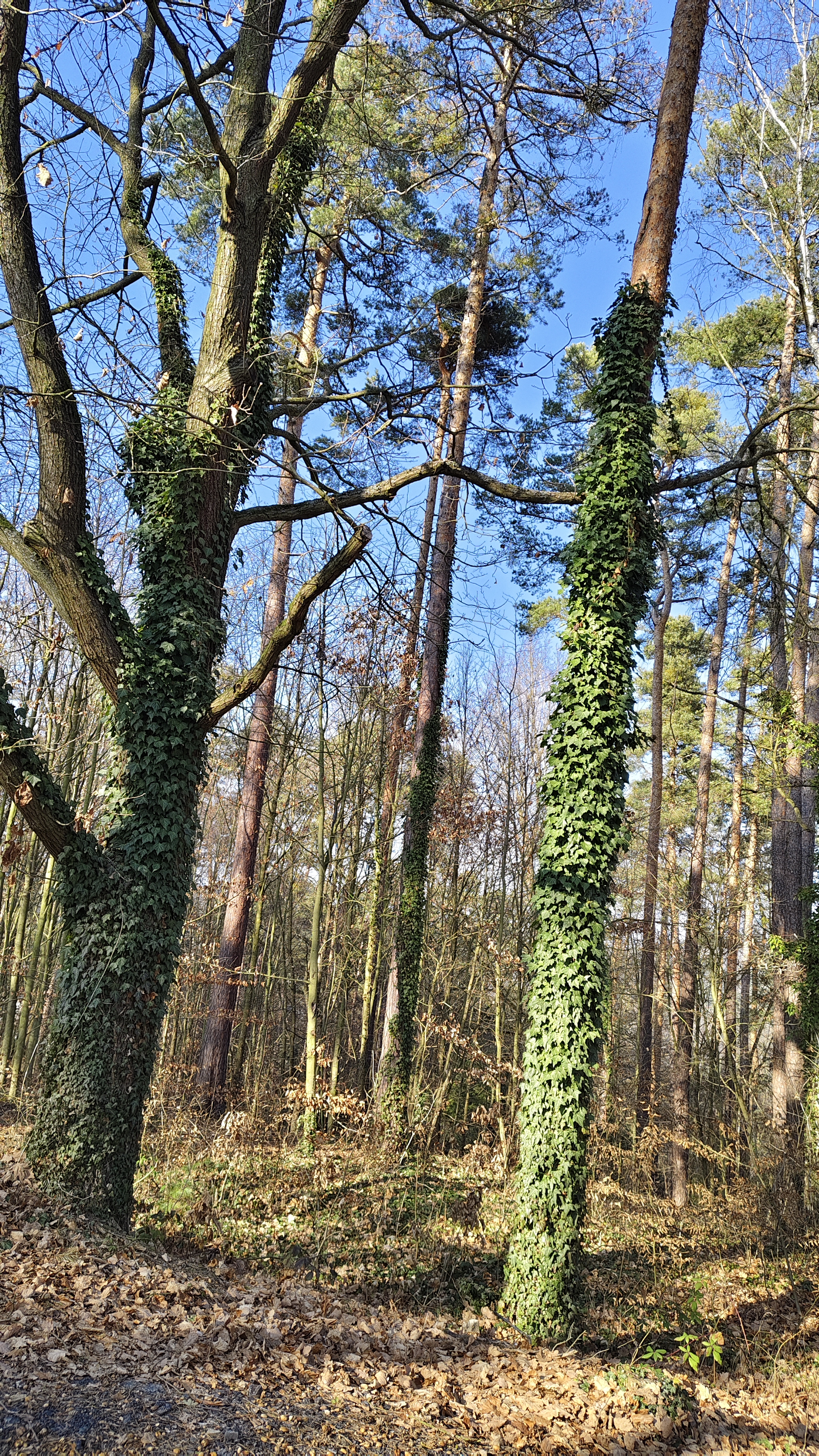 Volareza - Vojenský rehabilitační ústav Slapy foto 2