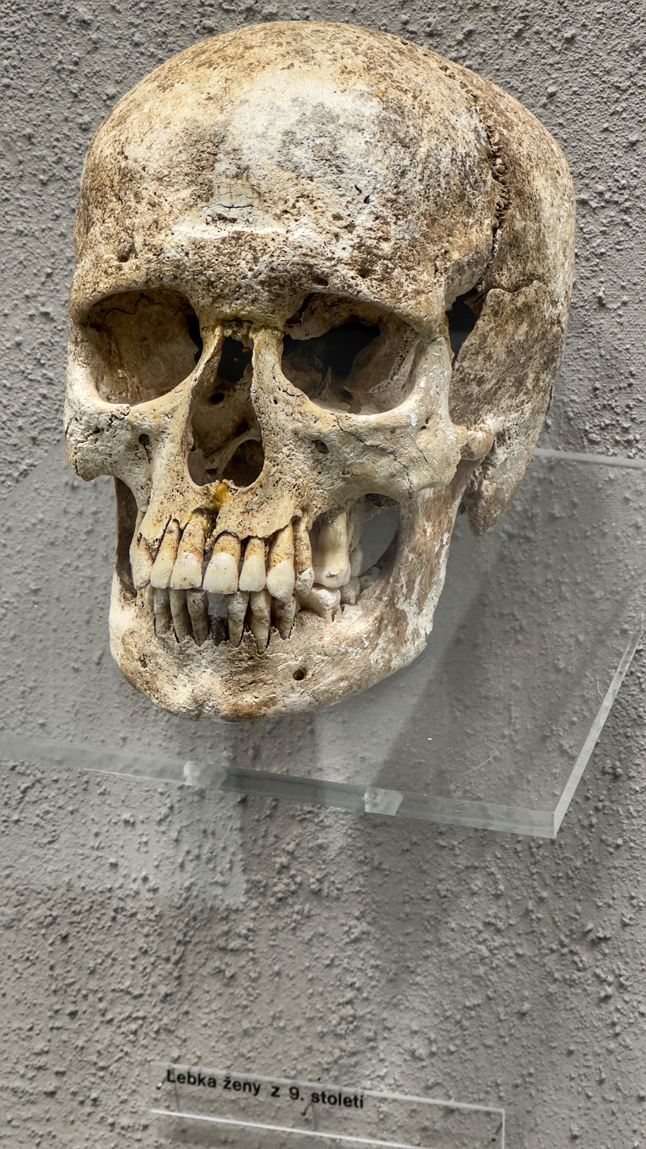 Moravské zemské muzeum foto 5