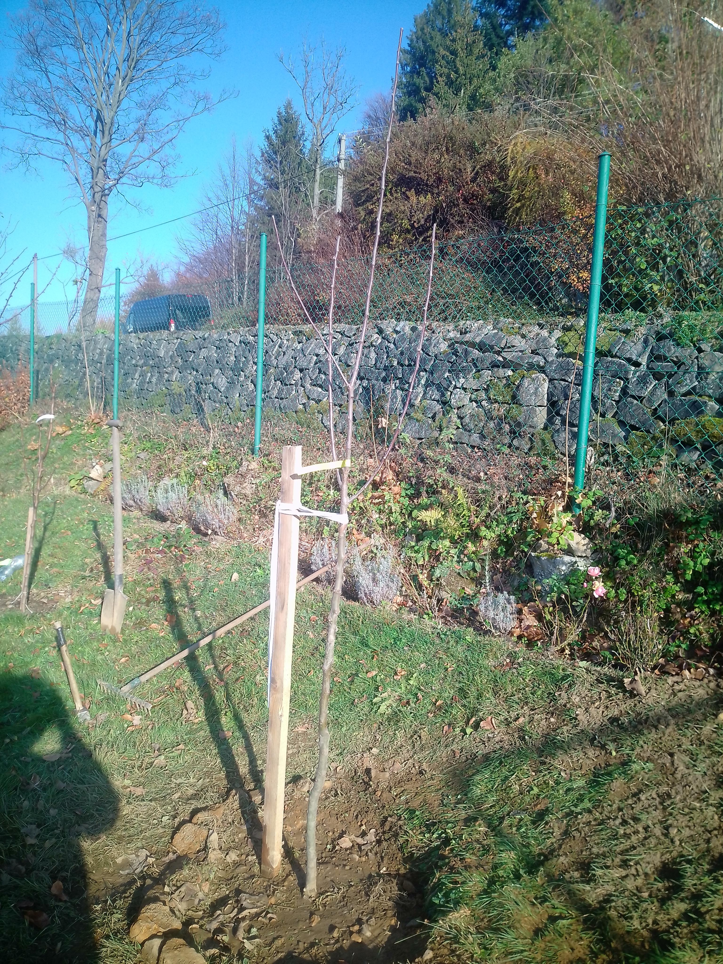 Ovocná školka - Potulný sadař Dominik Grohmann foto 5