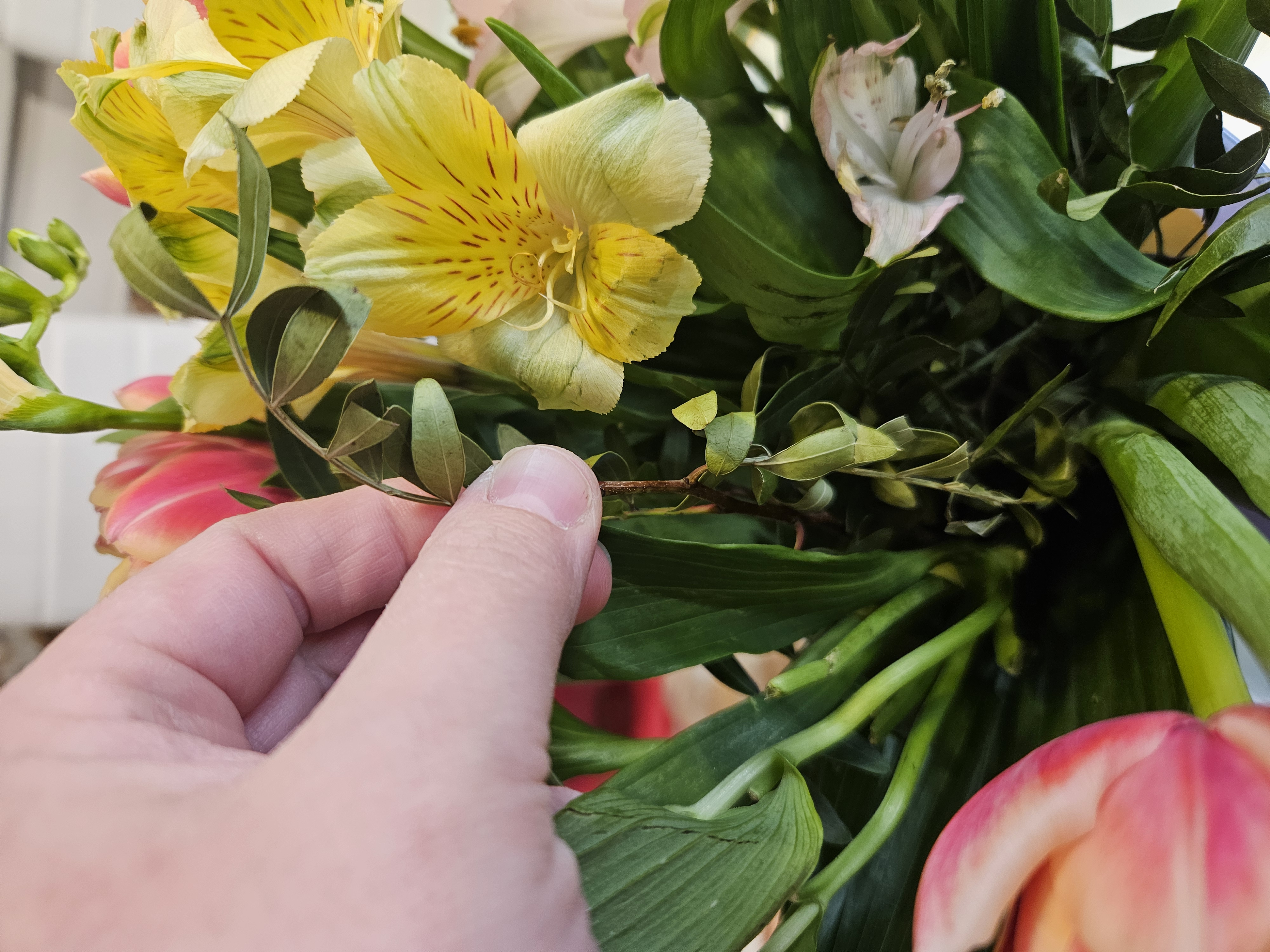 Flamengo květiny foto 3