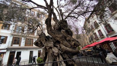Olivera de Cort (besonderer Baum)  Mapy.com