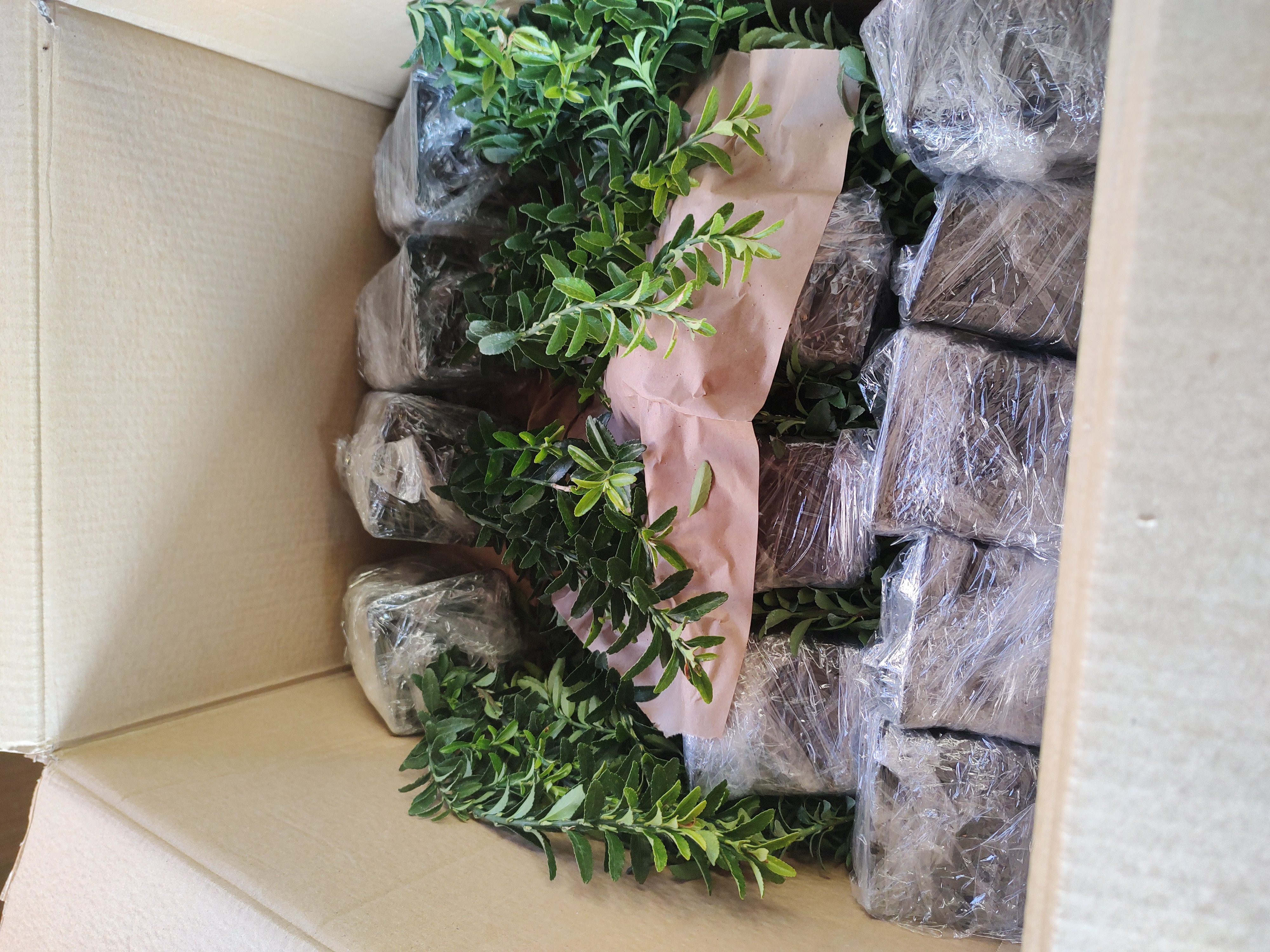 Zahradní centrum Školky Montano foto 4