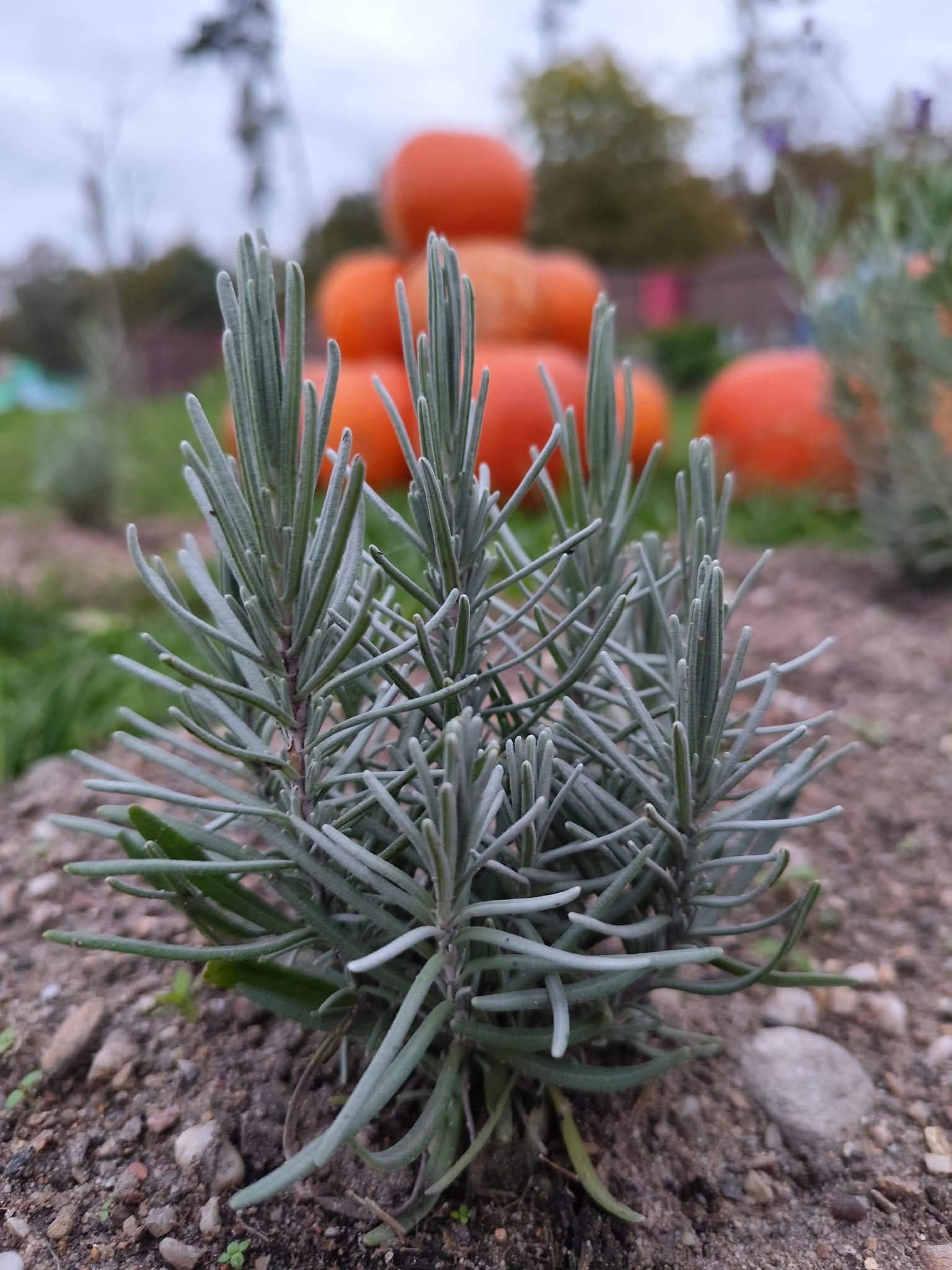 Lipec Lavendel foto 3
