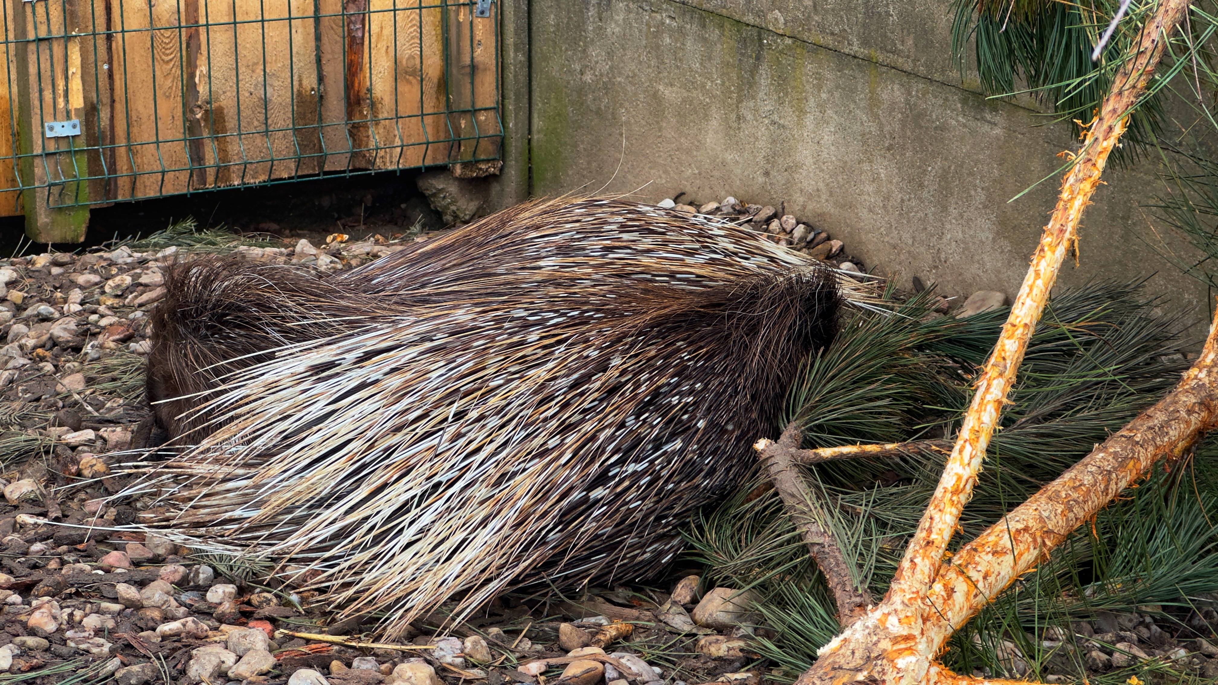 ZOOPARK STĚŽERY foto 3