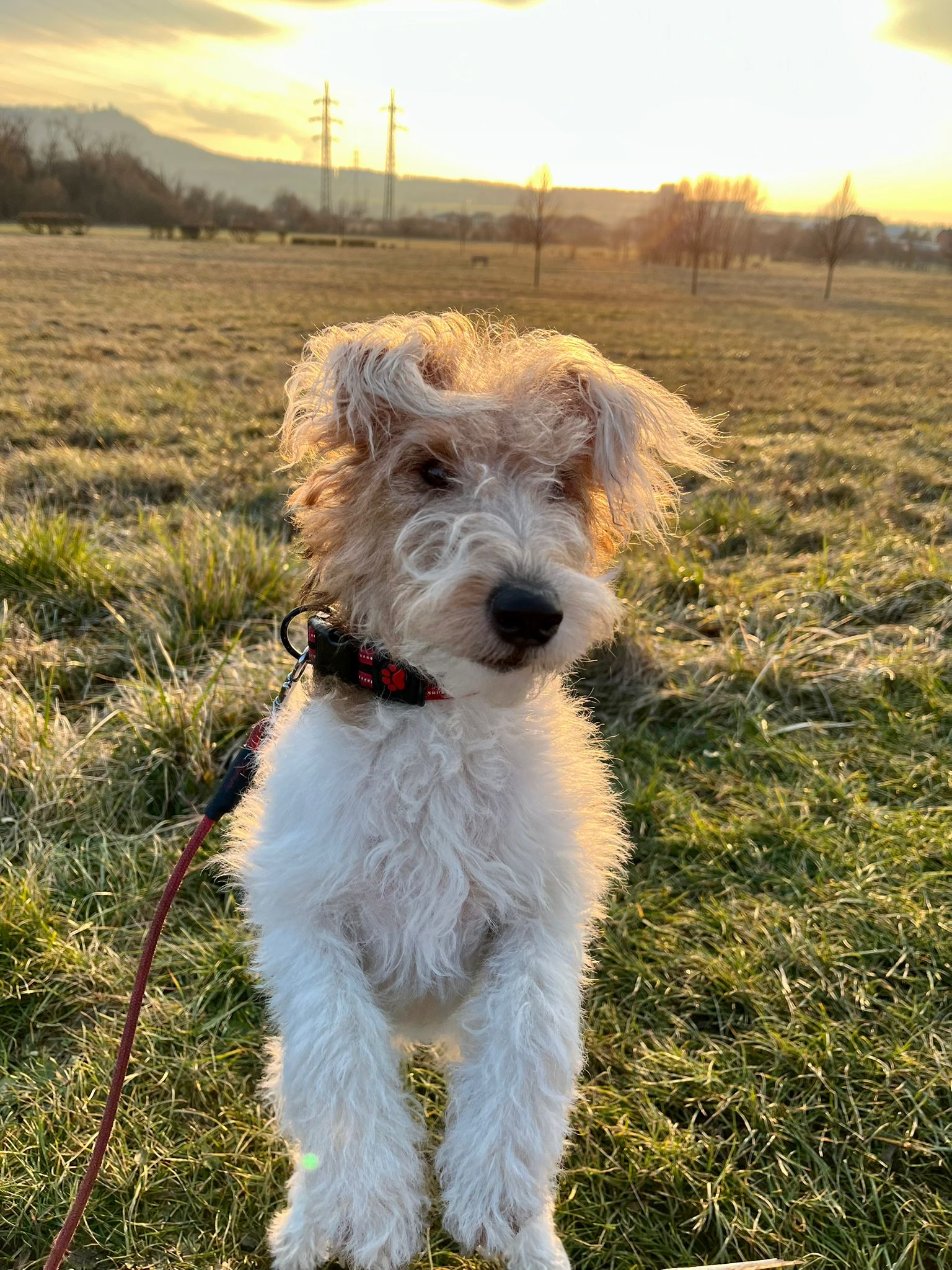 Salon PetGrooming - stříhání psů a koček foto 4