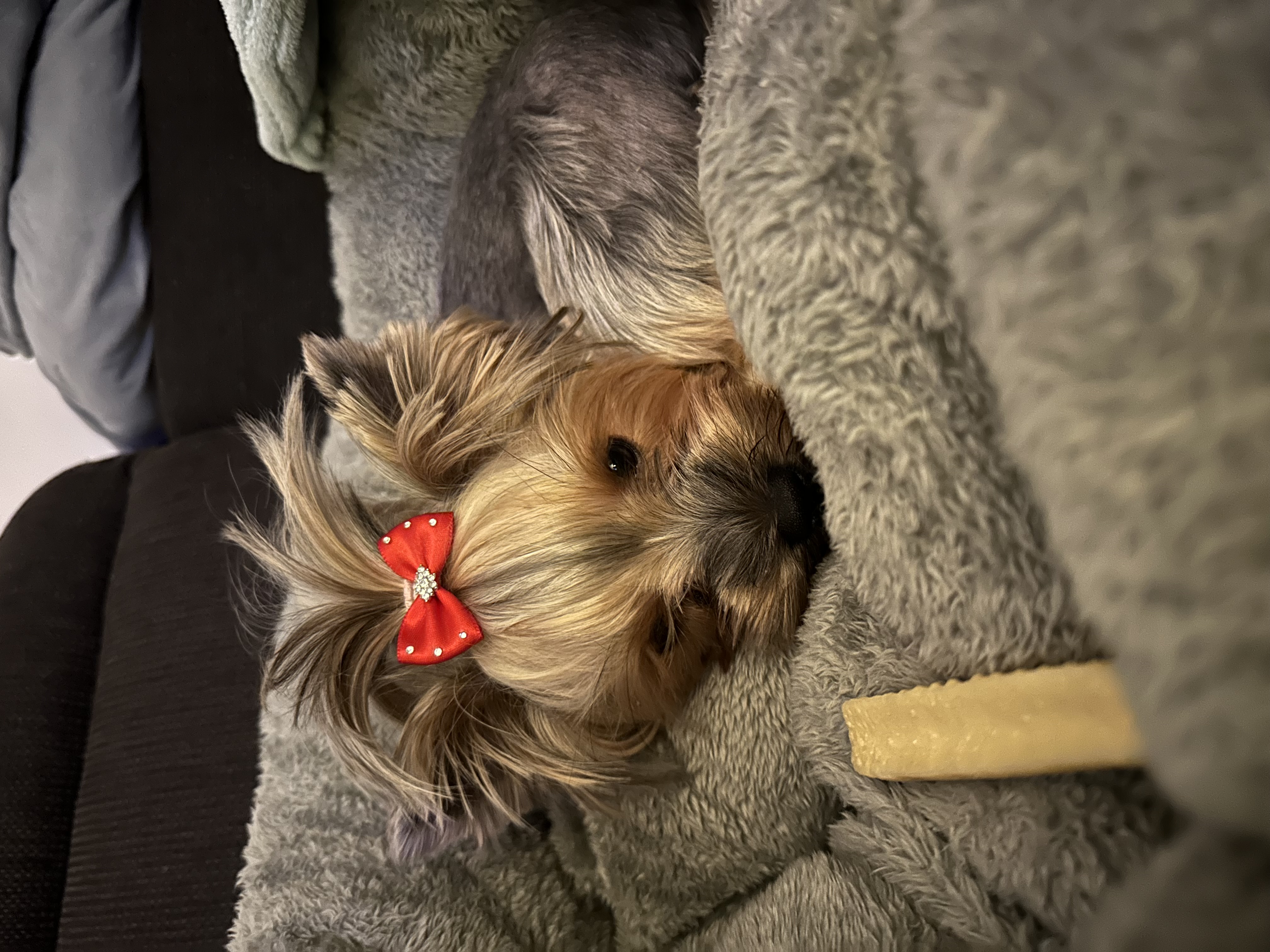 Chovatelská stanice Sharbest foto 5