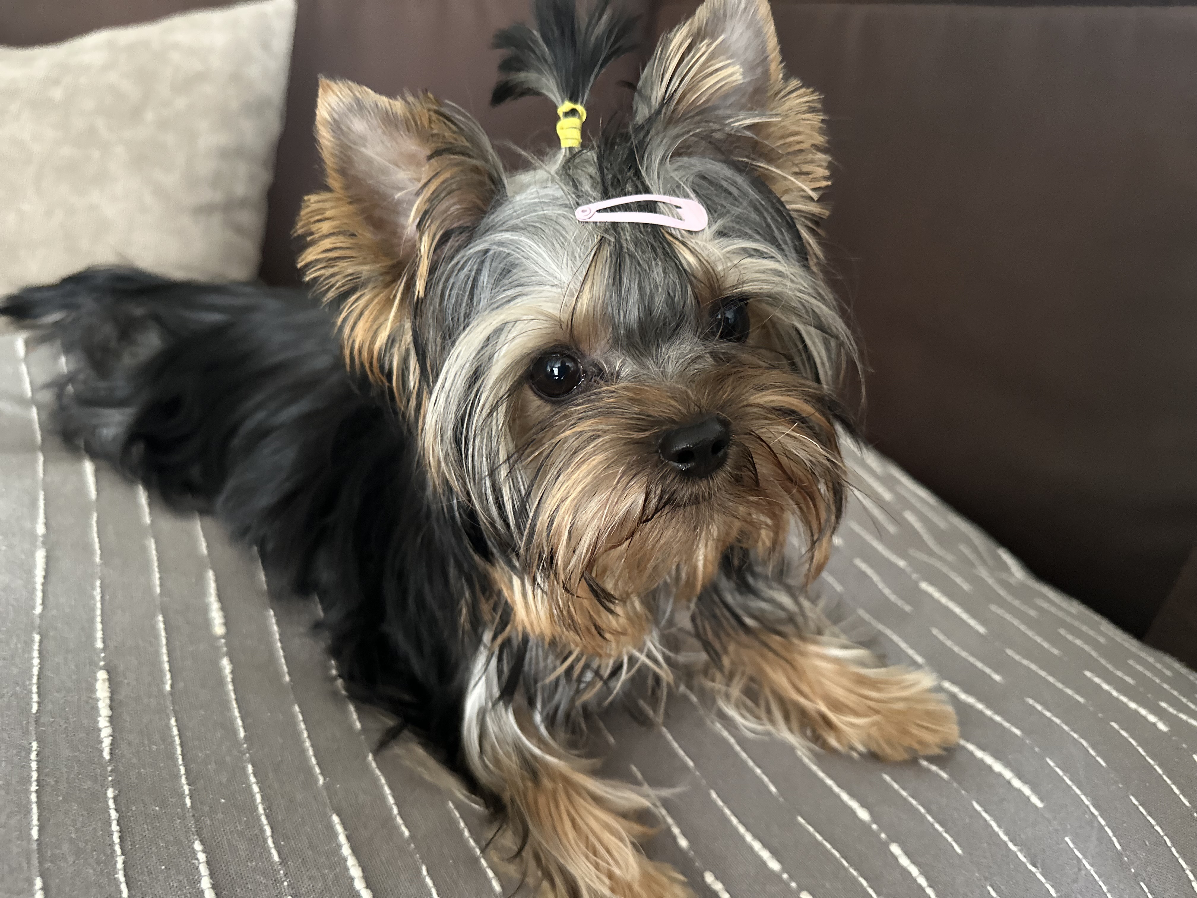 Chovatelská stanice Sharbest foto 6