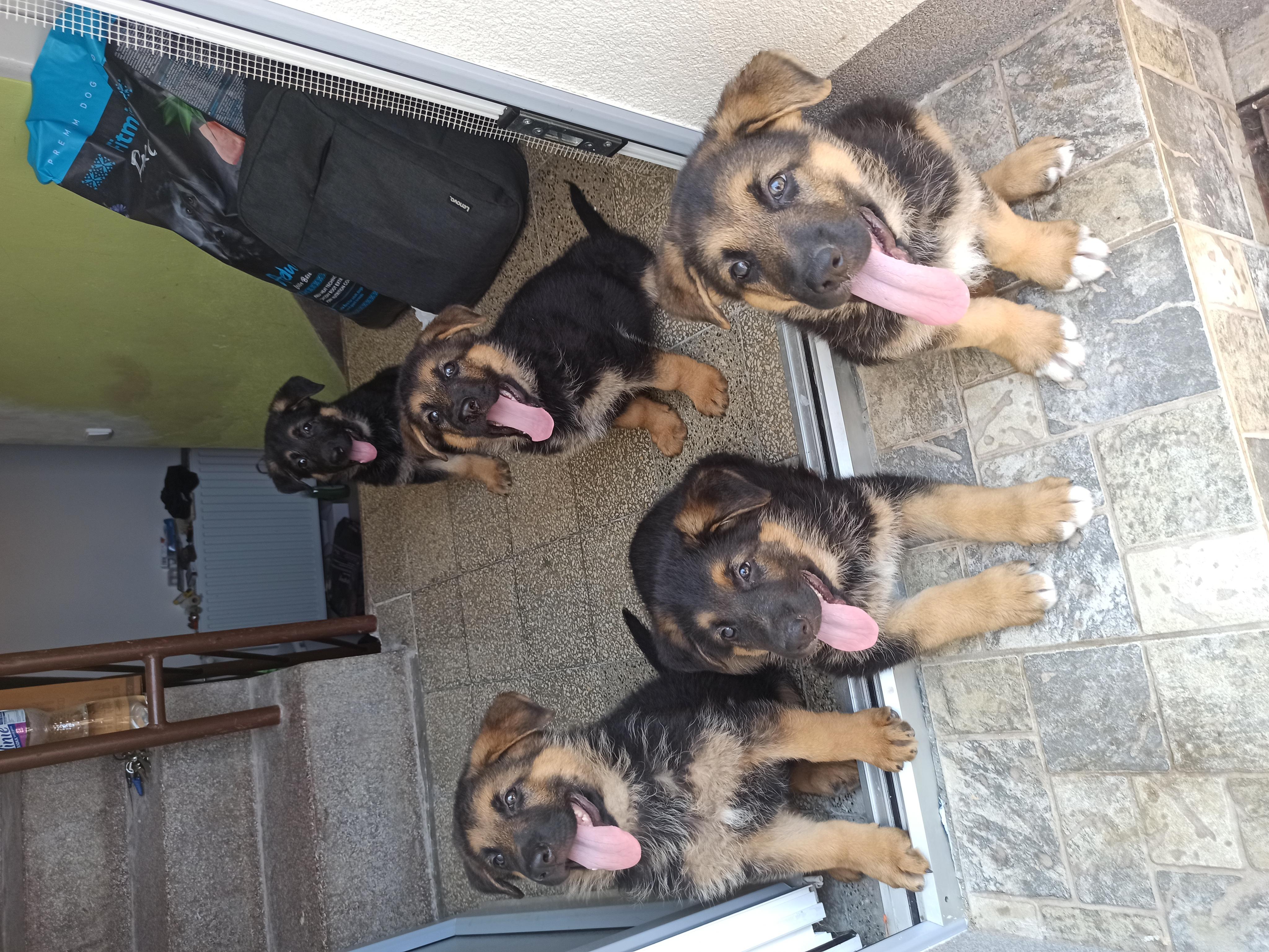 Veterinární klinika Hošek foto 6
