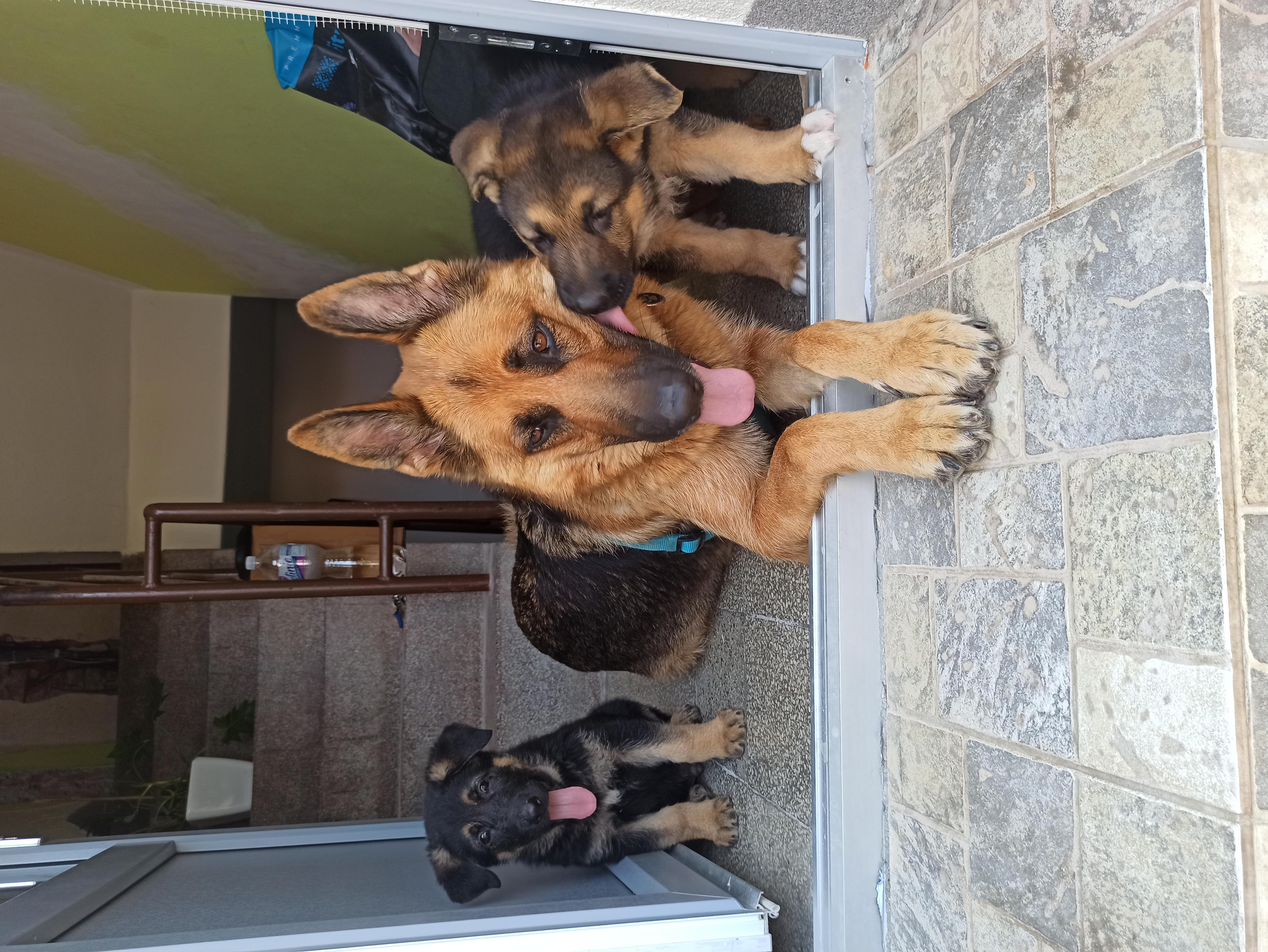 Veterinární klinika Hošek foto 1
