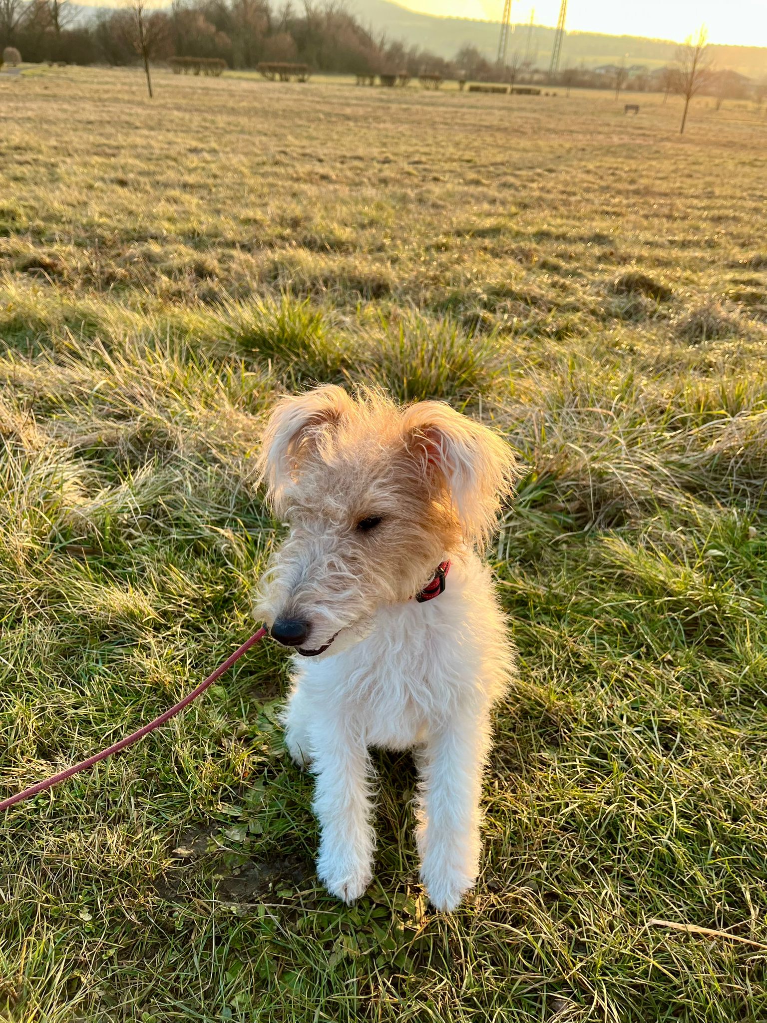 Salon PetGrooming - stříhání psů a koček foto 5