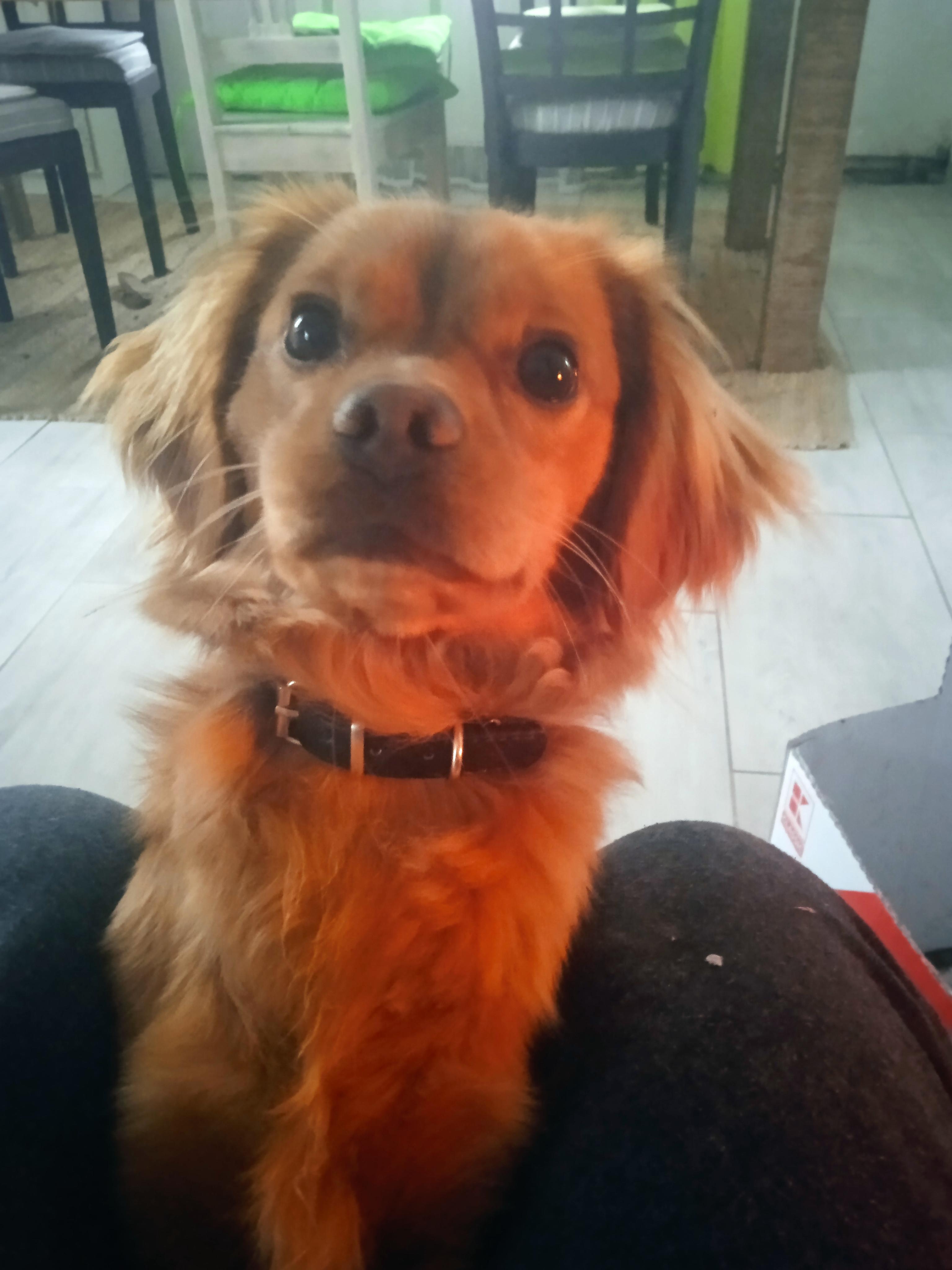 Útulek Dogsy foto 3