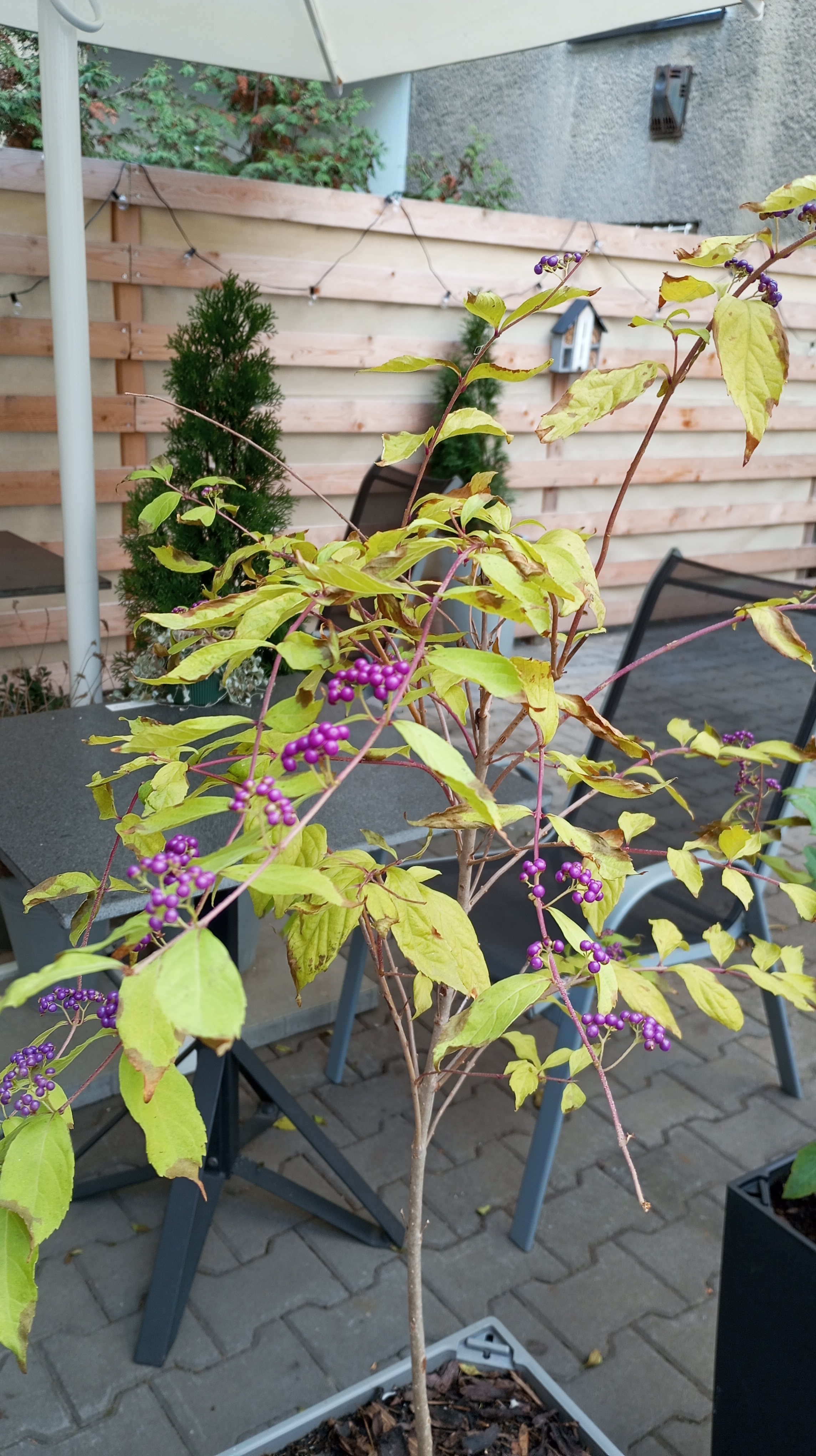 Nebeská kavárna foto 3