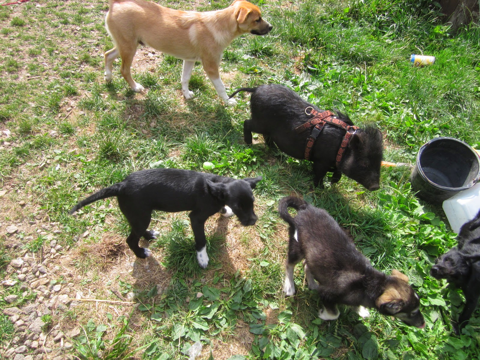 MVDr. Jiří Smrčina - veterinární lékař foto 2