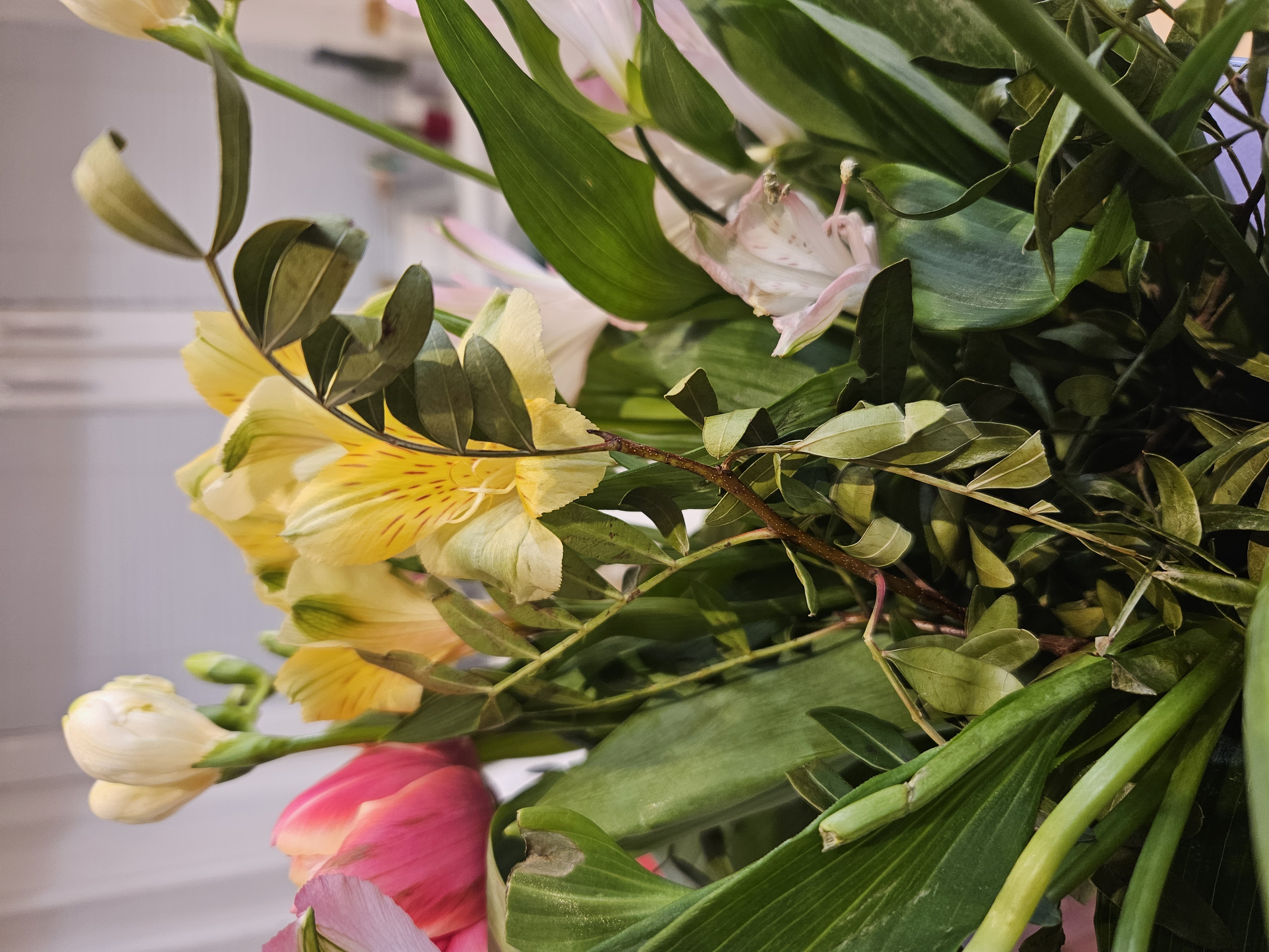 Flamengo květiny foto 5