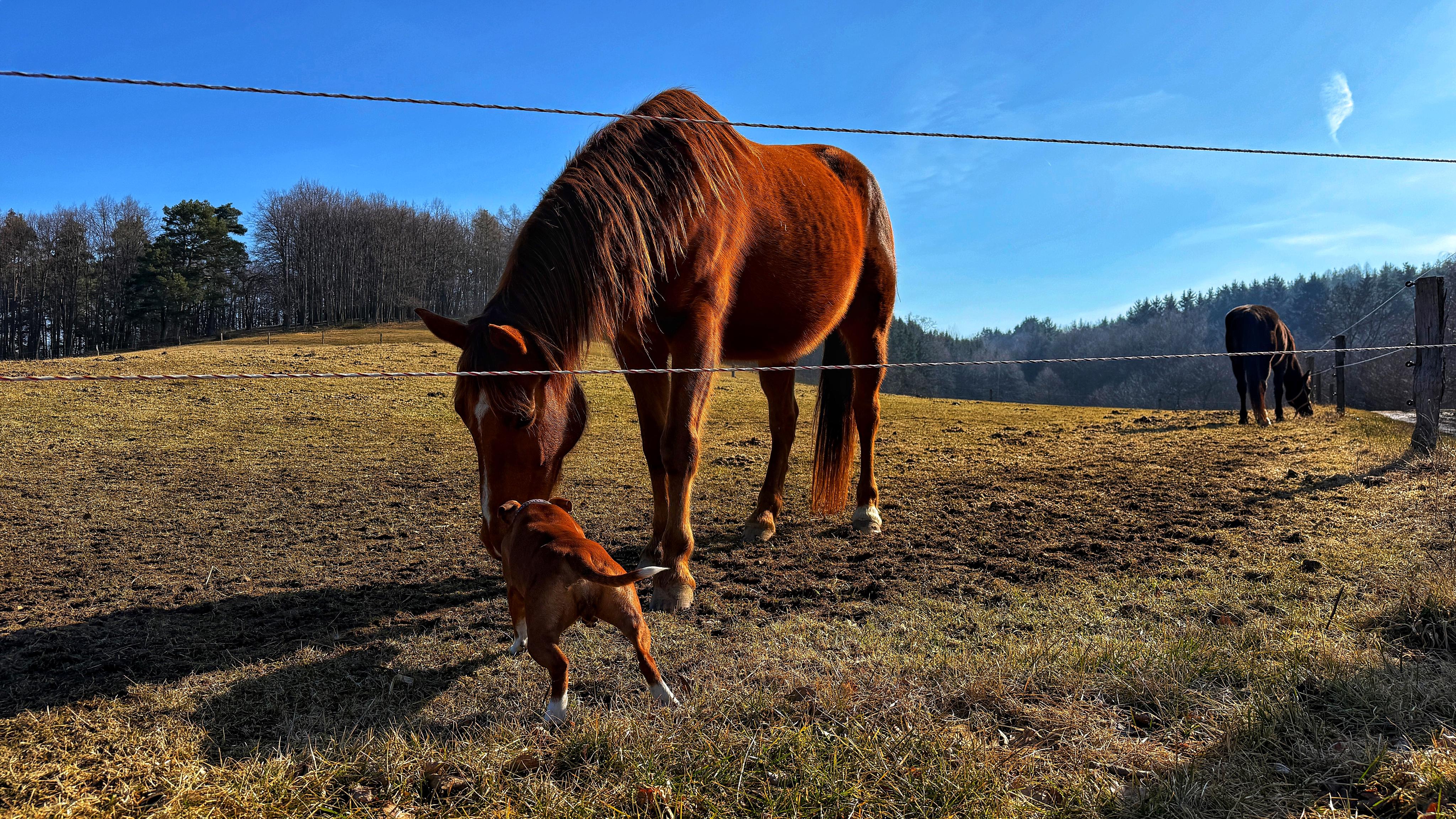 Statek Hájek - ubytování foto 4