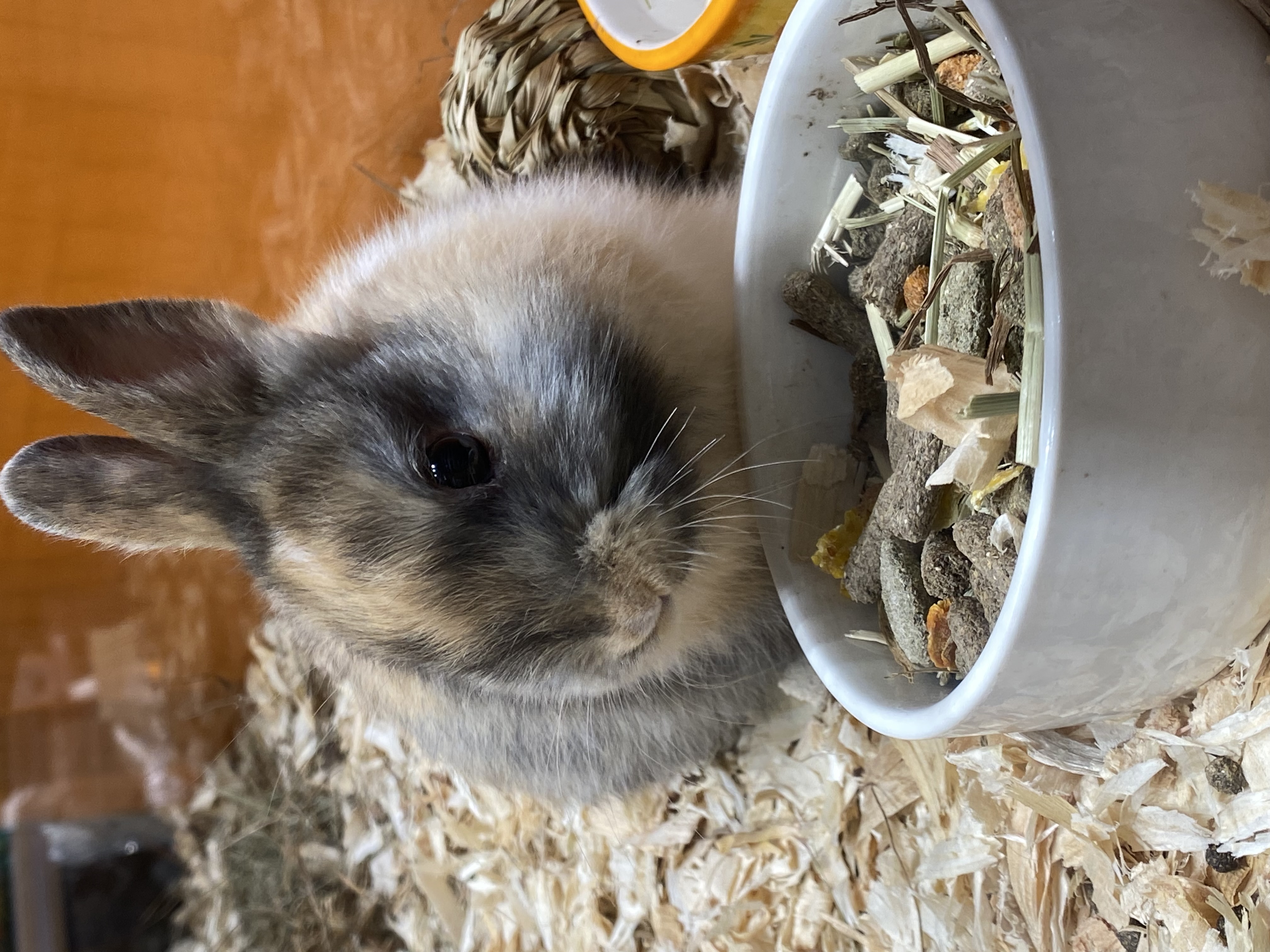 Pet Center foto 2