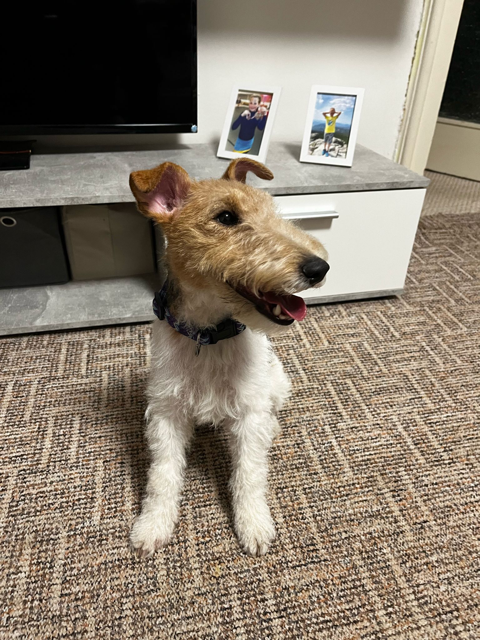 Salon PetGrooming - stříhání psů a koček foto 2