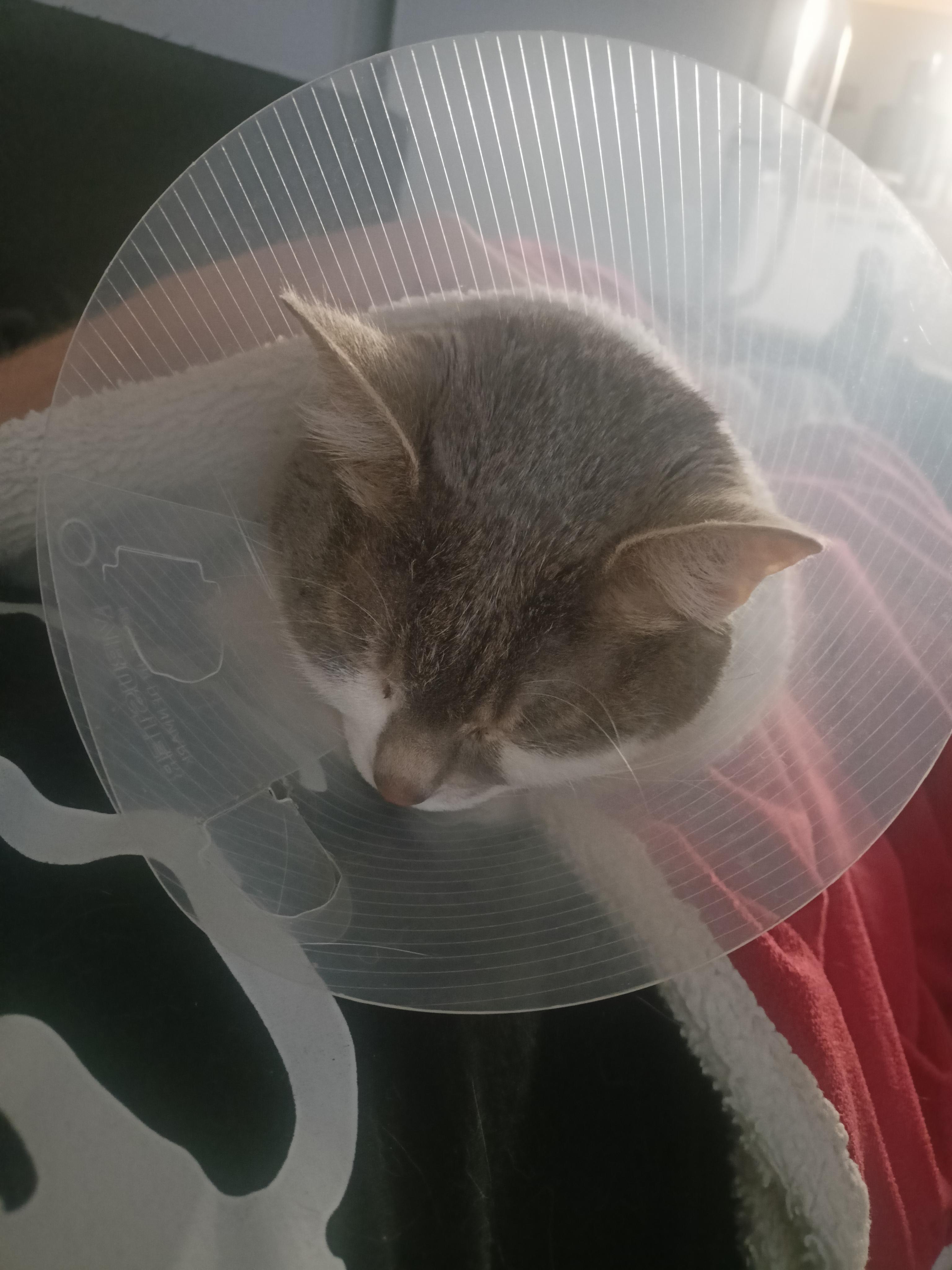 Veterinární klinika VLTAVA foto 2