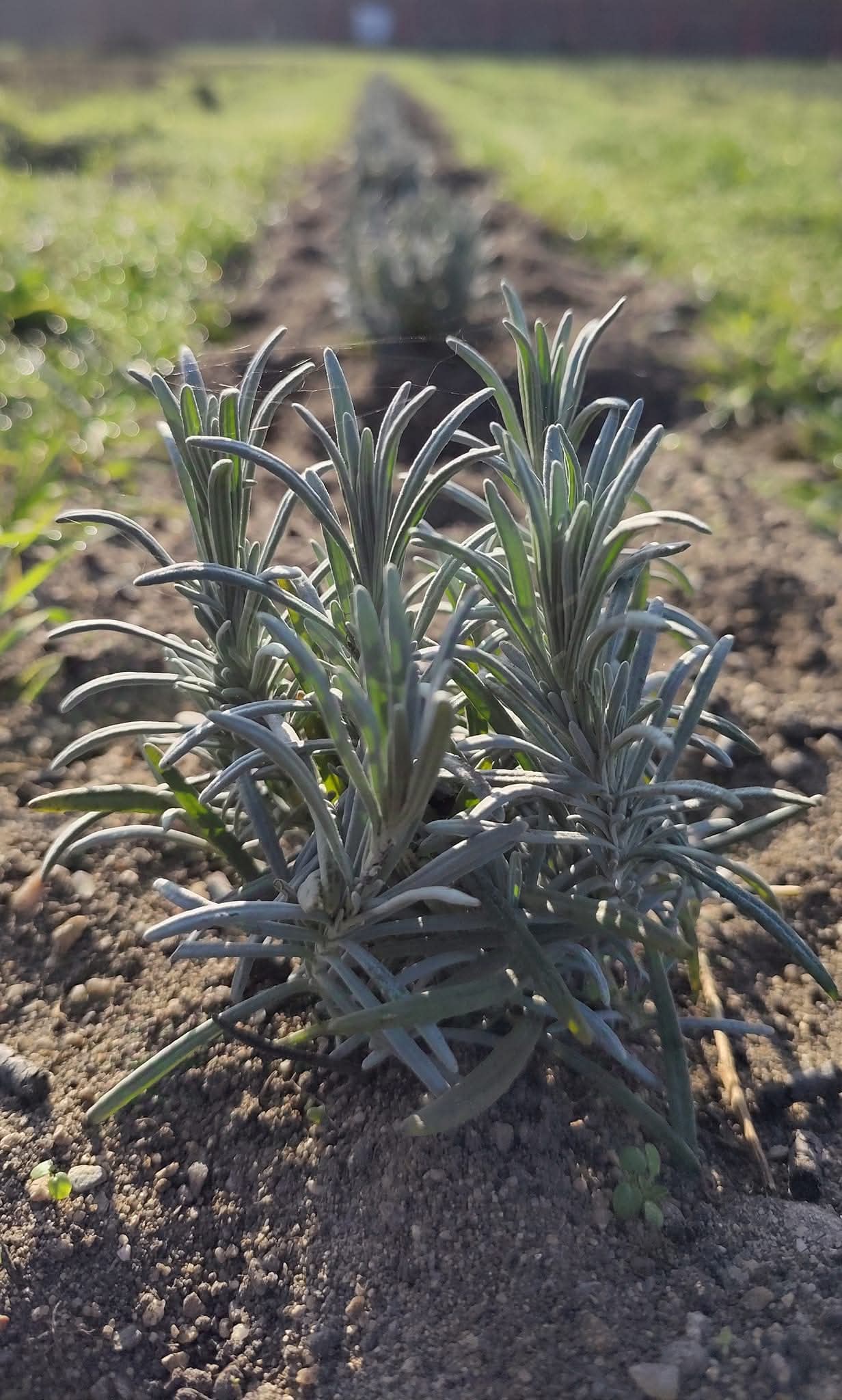 Lipec Lavendel foto 4