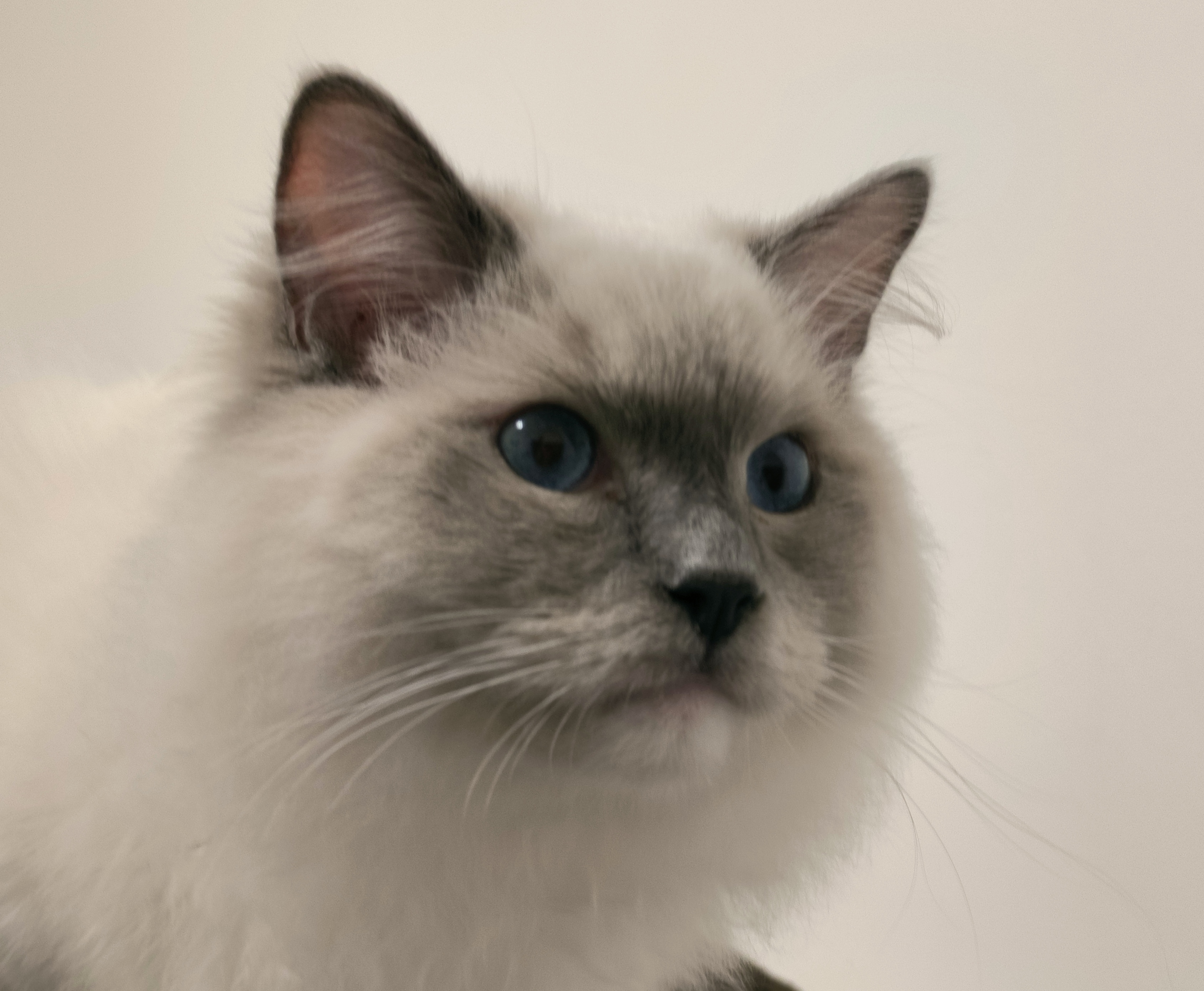Veterinární ošetřovna - MVDr. Šárka Přibylová foto 1