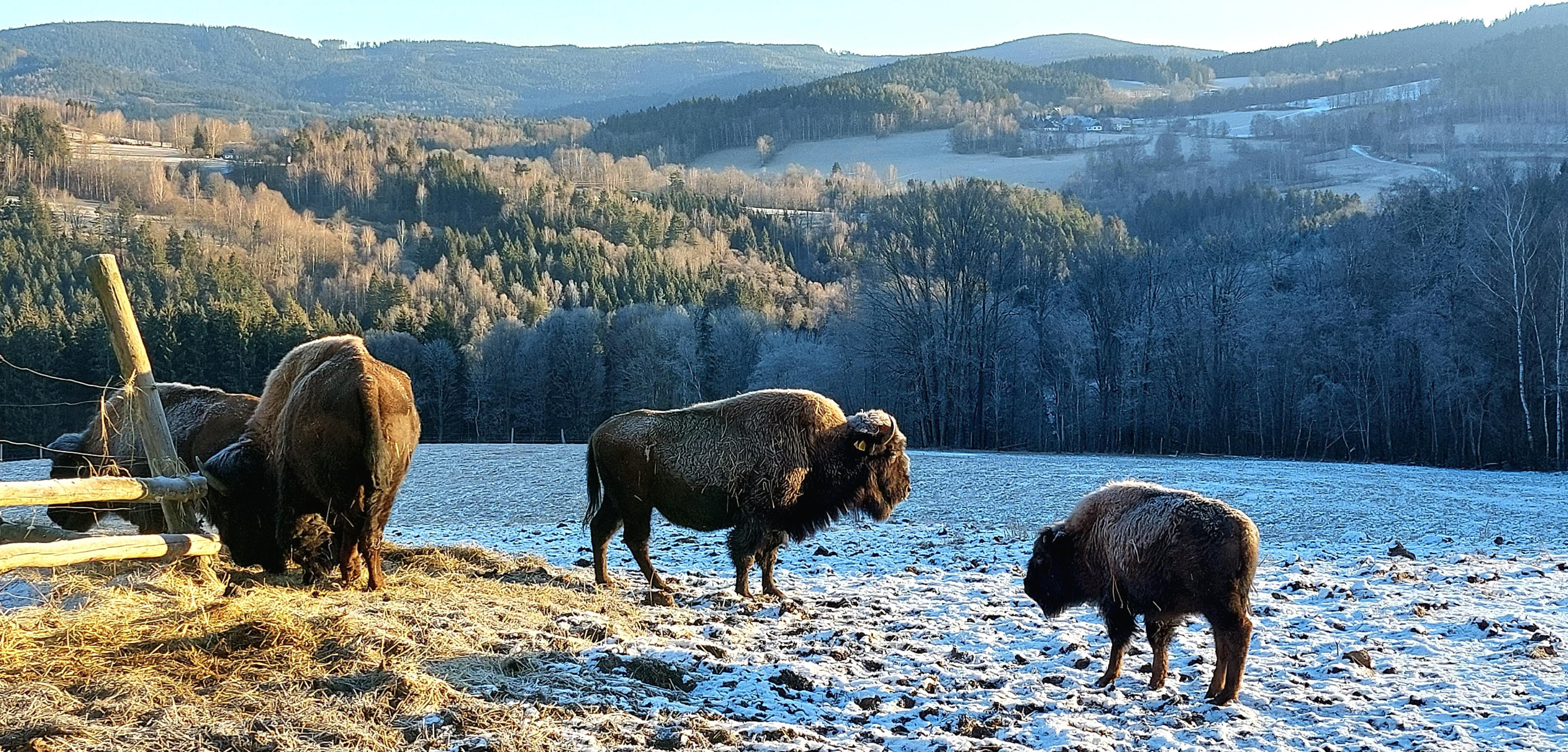 Rezidence Vogelsang foto 4