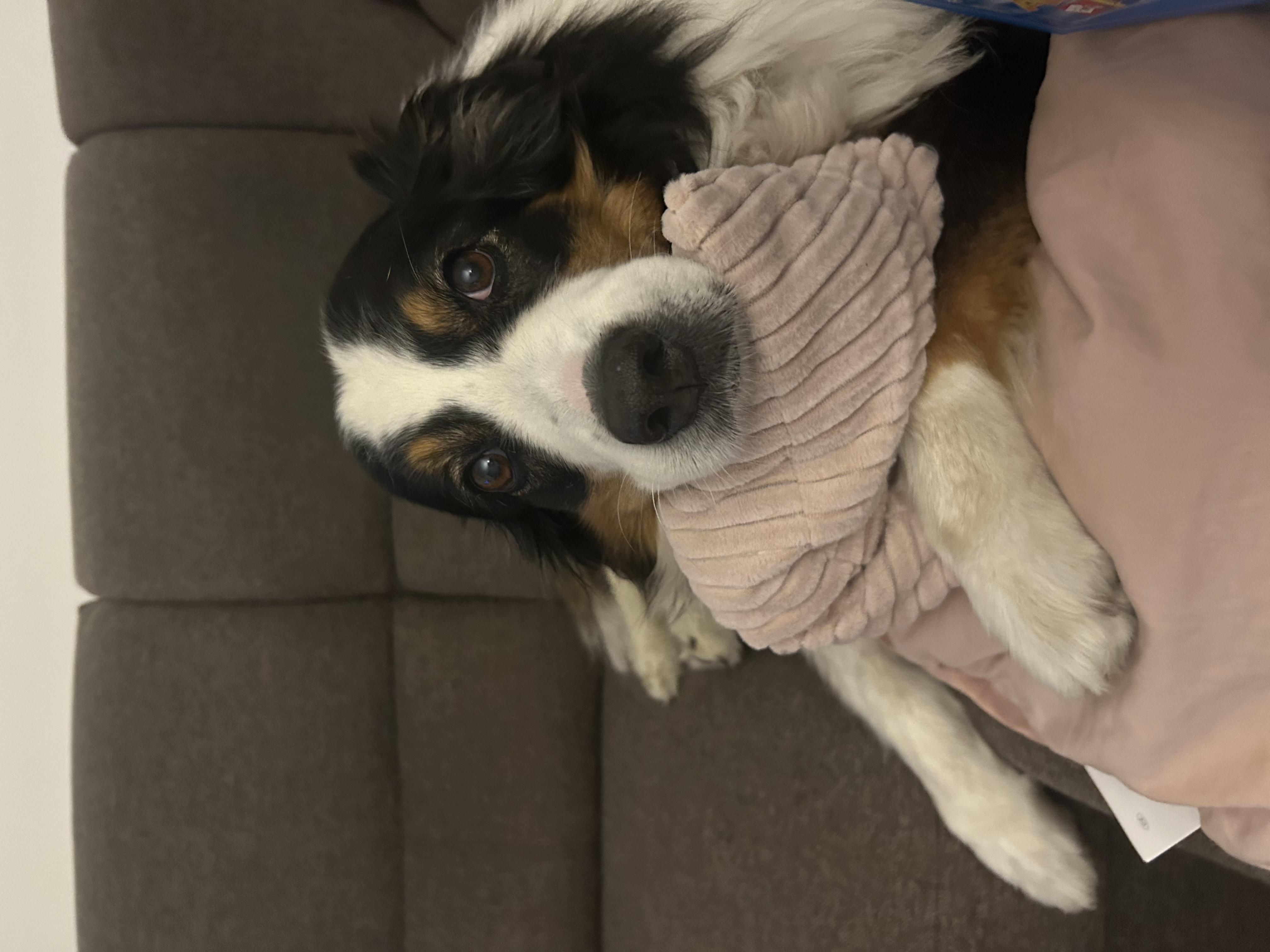 Veterinární klinika Pet Doc foto 4