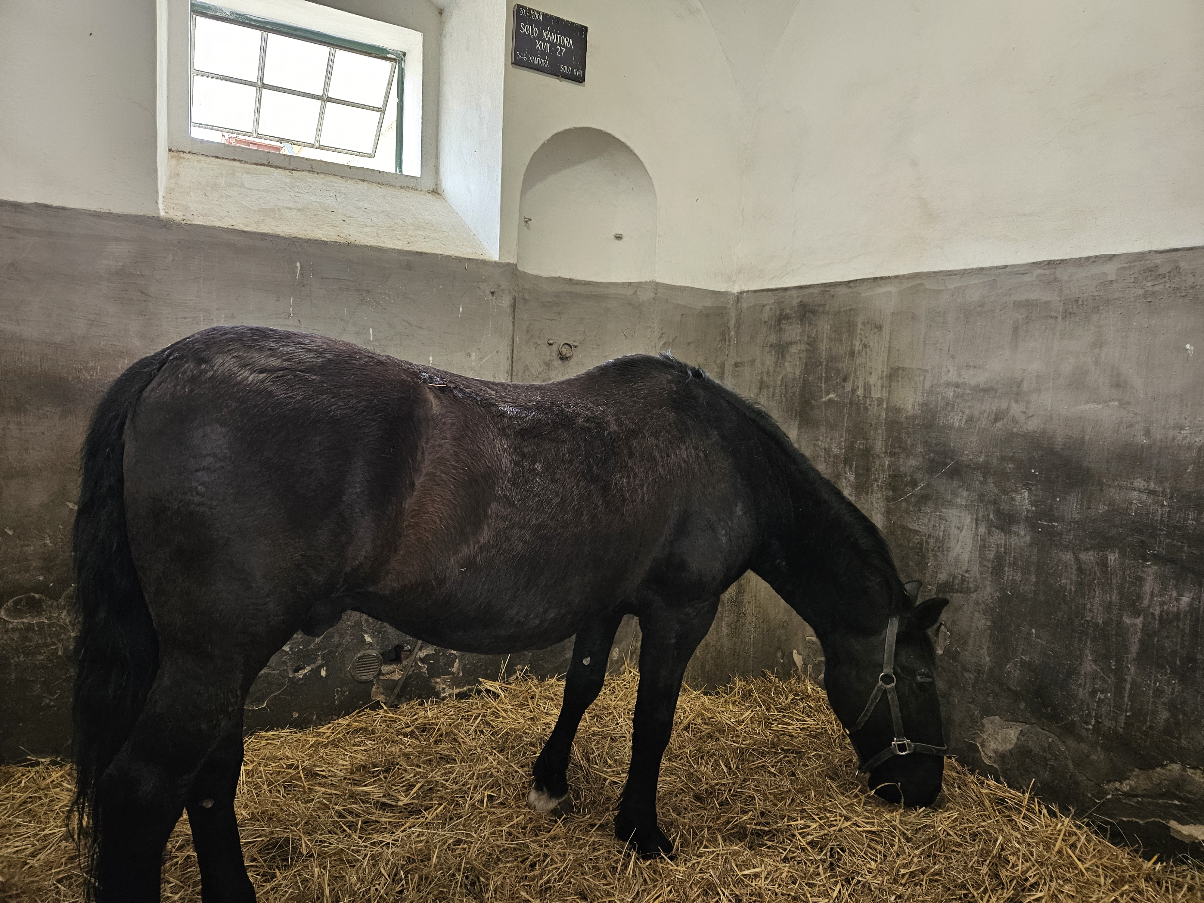 Národní hřebčín Kladruby nad Labem, státní příspěvková organizace foto 2