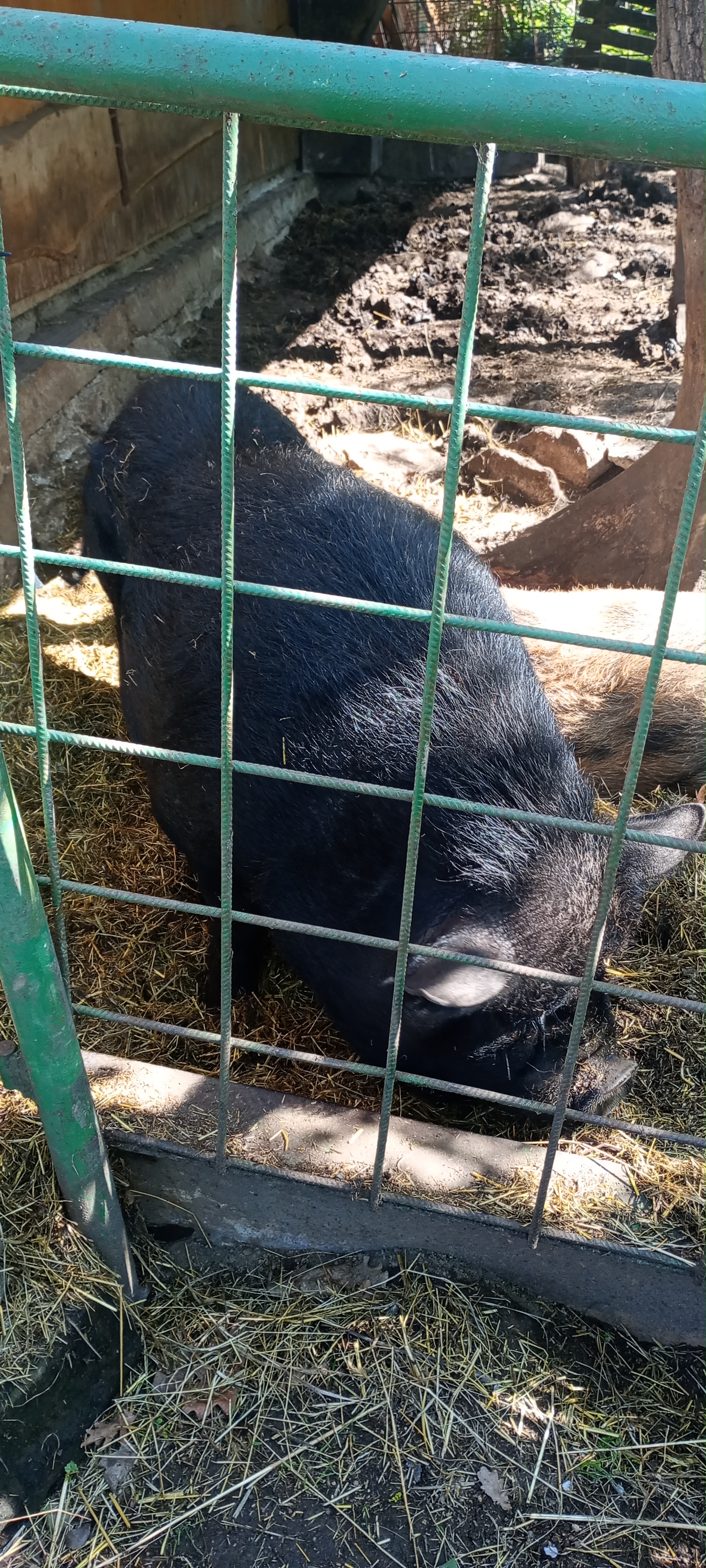 Babiččin dvoreček foto 4
