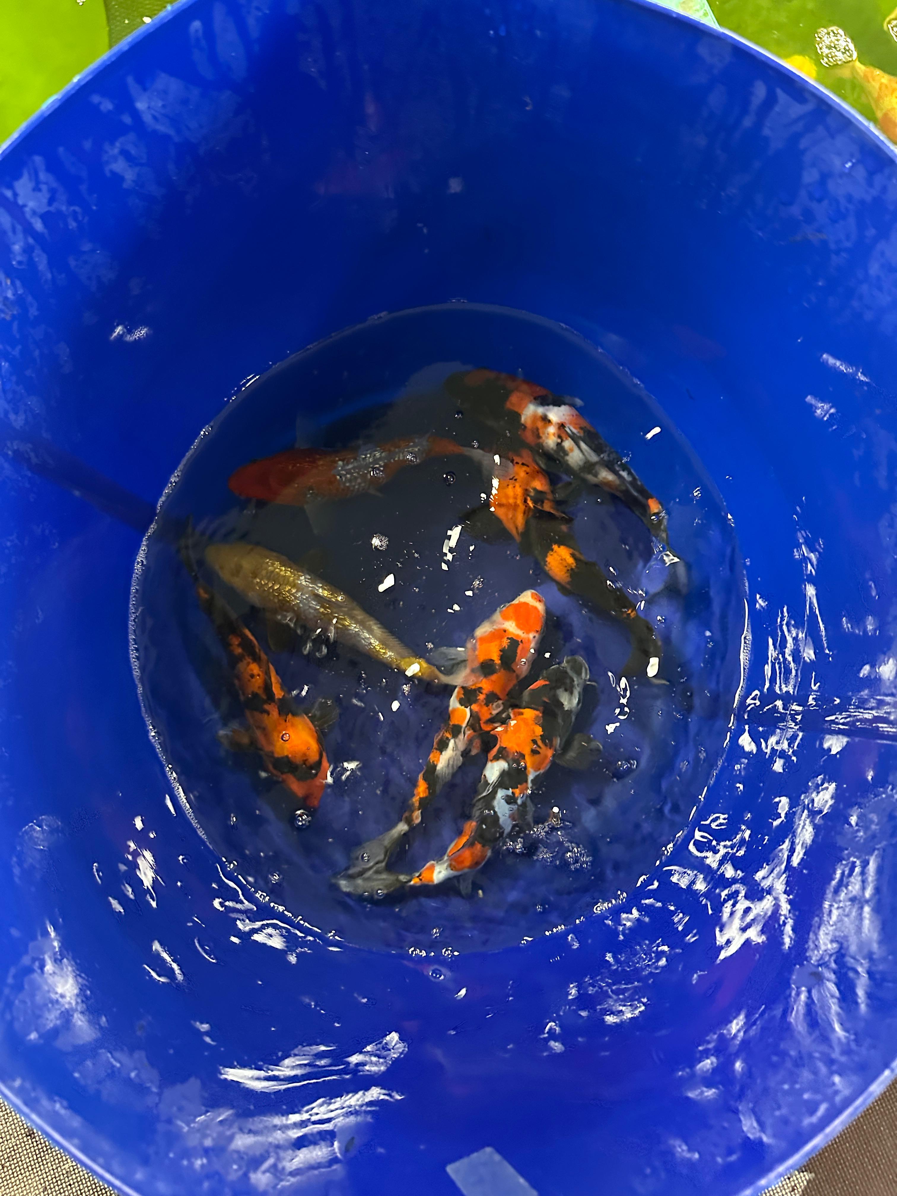 Asagi Koi Farma foto 5