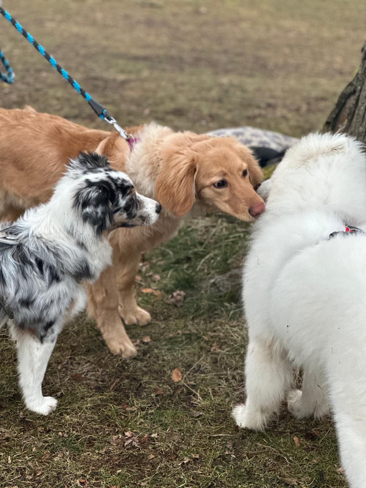 Výcvik psů Praha východ - Katka Guthová foto 4