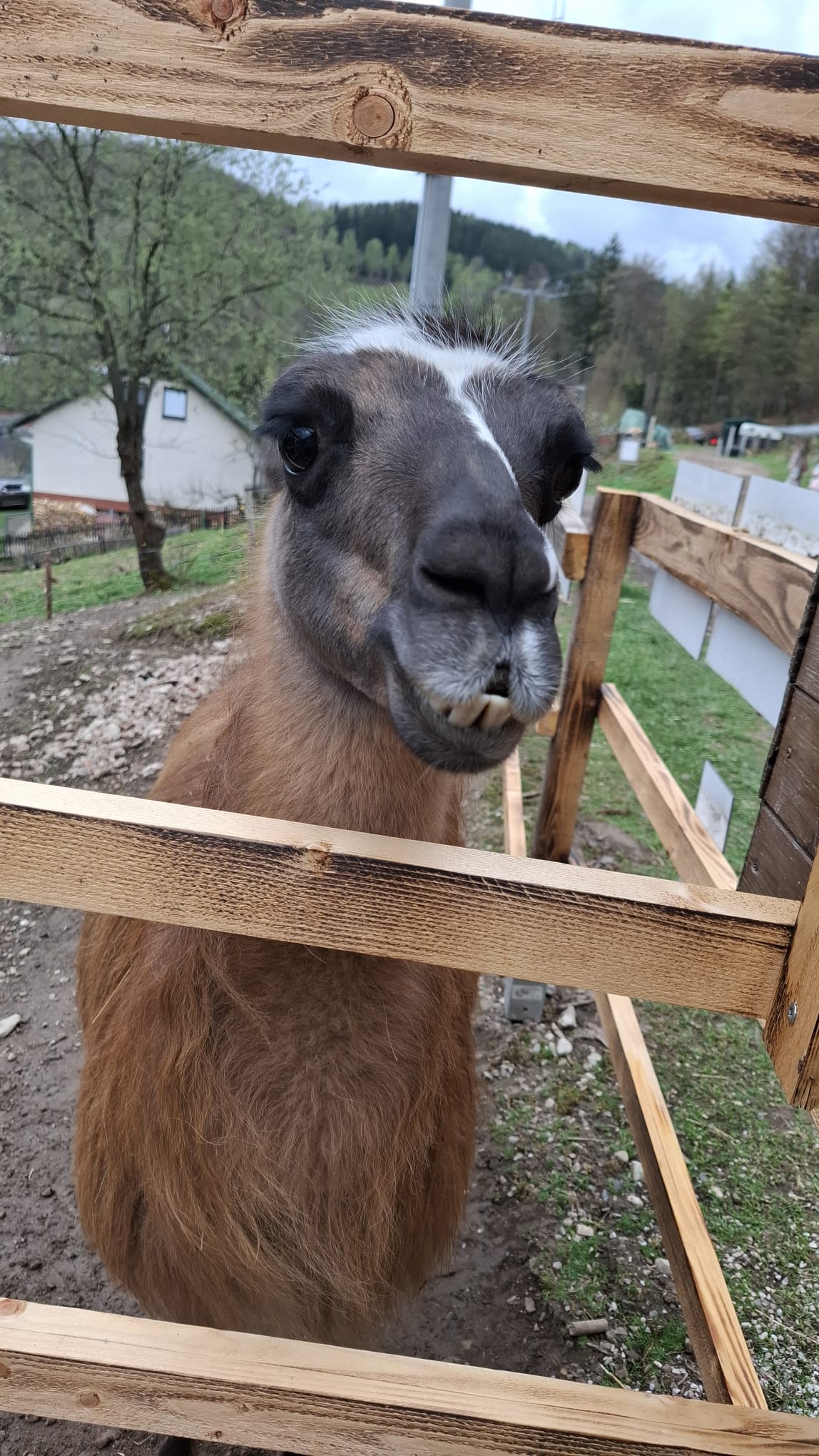 Rodinná farma Vlček foto 4