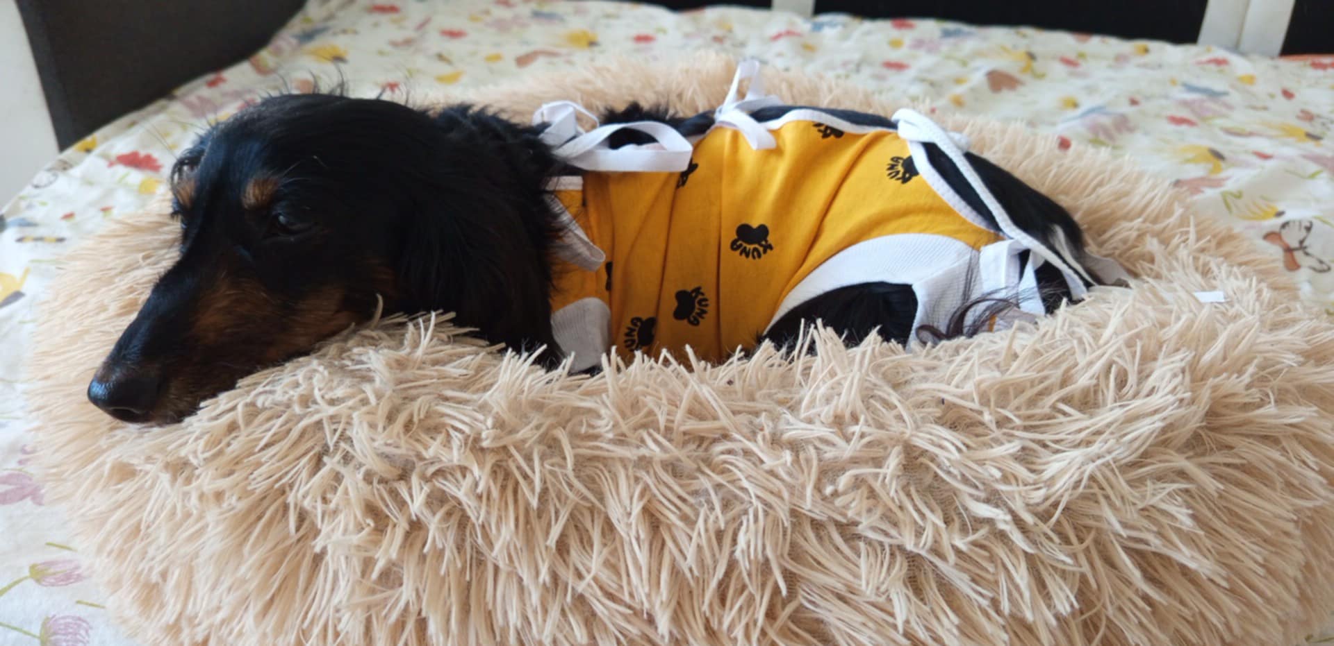 VETERINÁRNÍ OŠETŘOVNA MVDr. Klára Pospíšilová foto 2