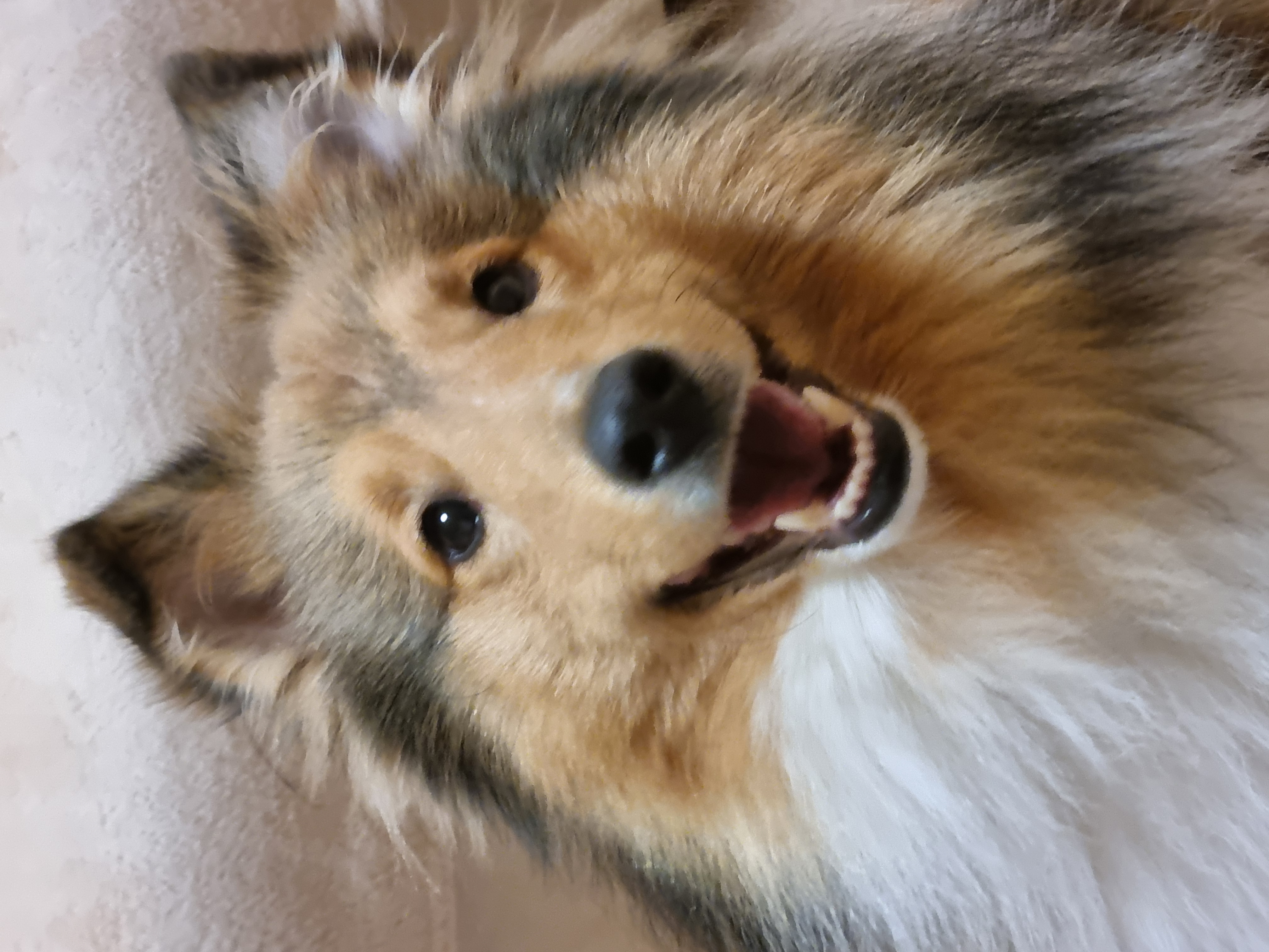 Salon pro psy - Jana Mráčková foto 2