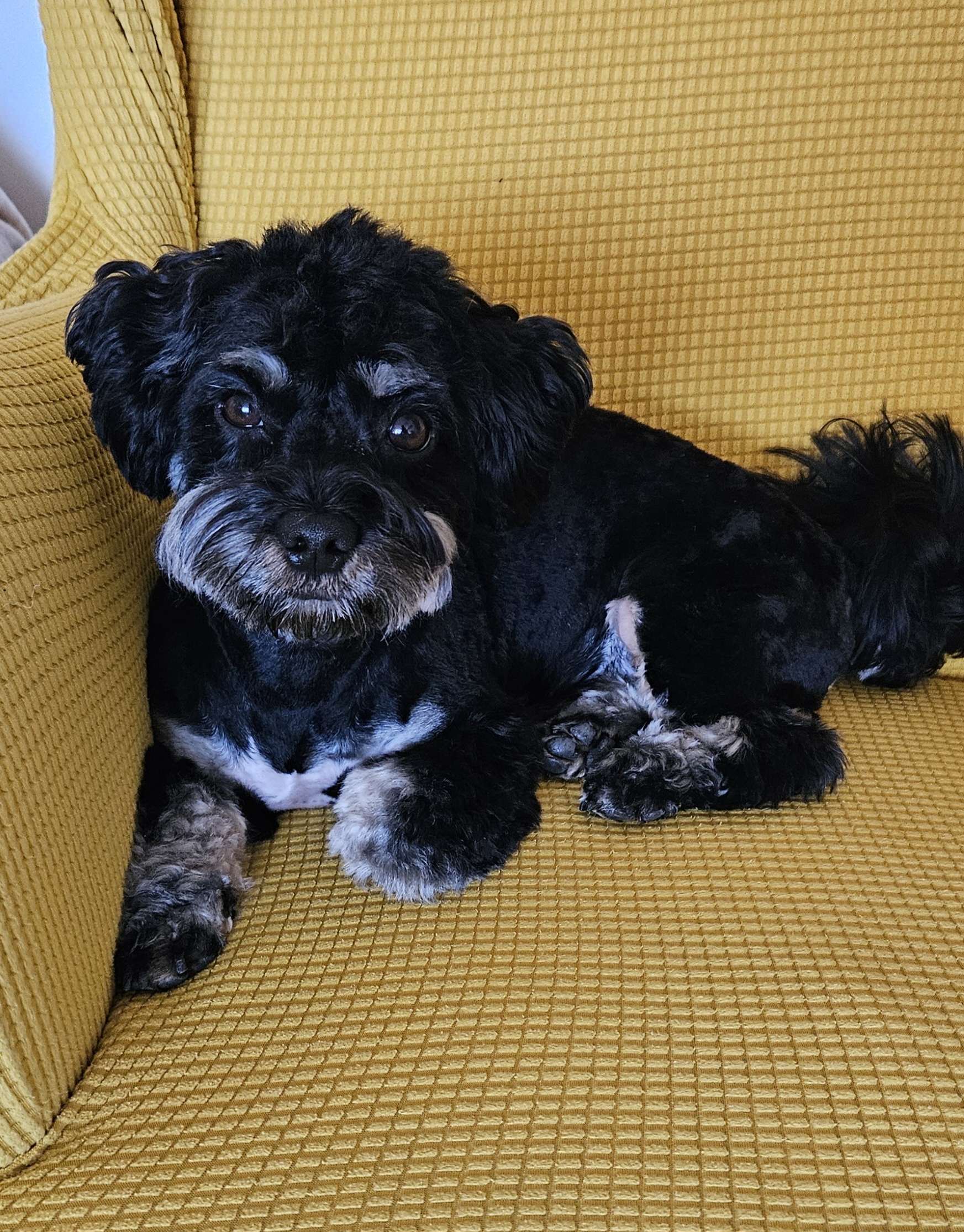 Psí salón Teta s nůžkama foto 3