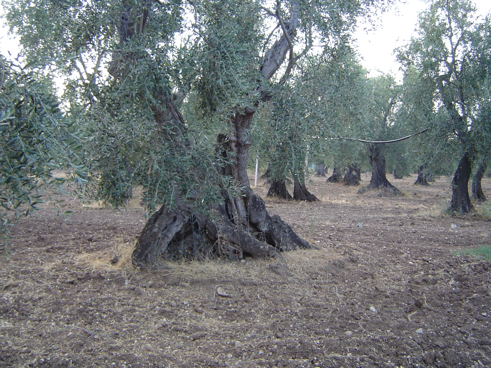 Cestovni agentura Mgr. Linda Giuffreda foto 2