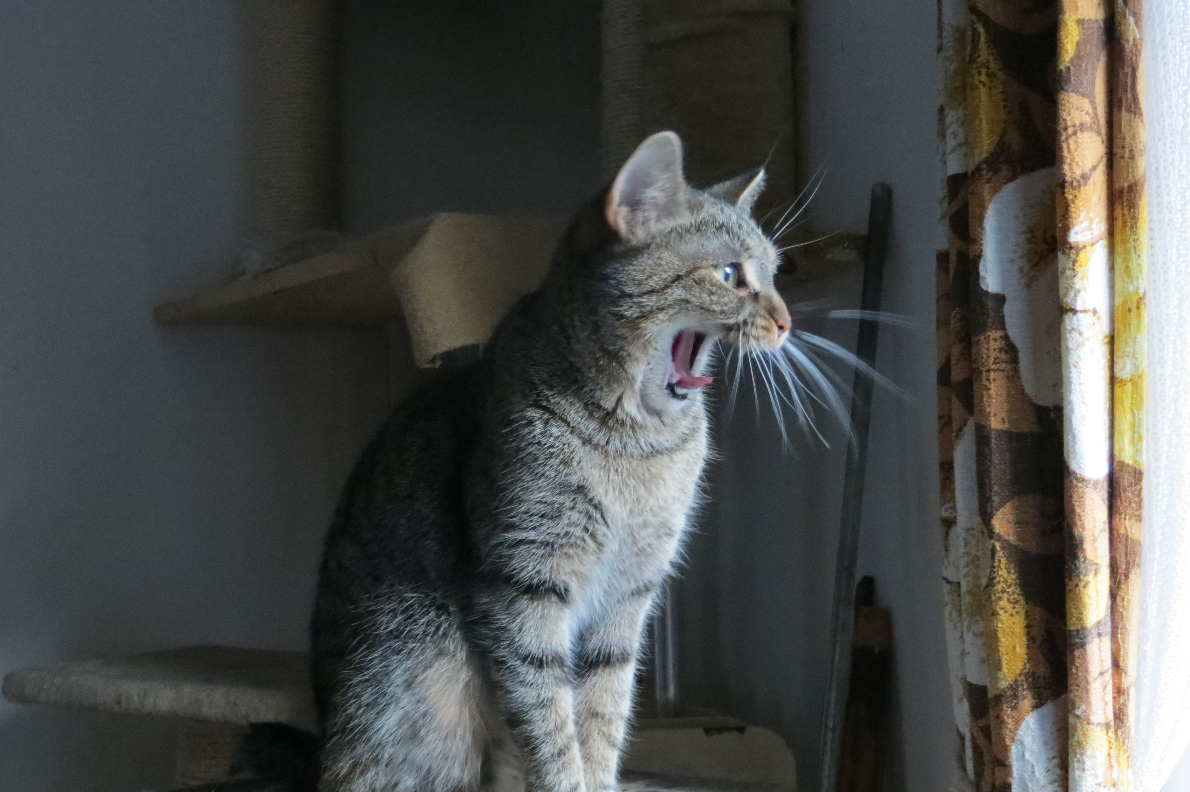 Veterinární ordinace MVDr.Martin Otáhal foto 4