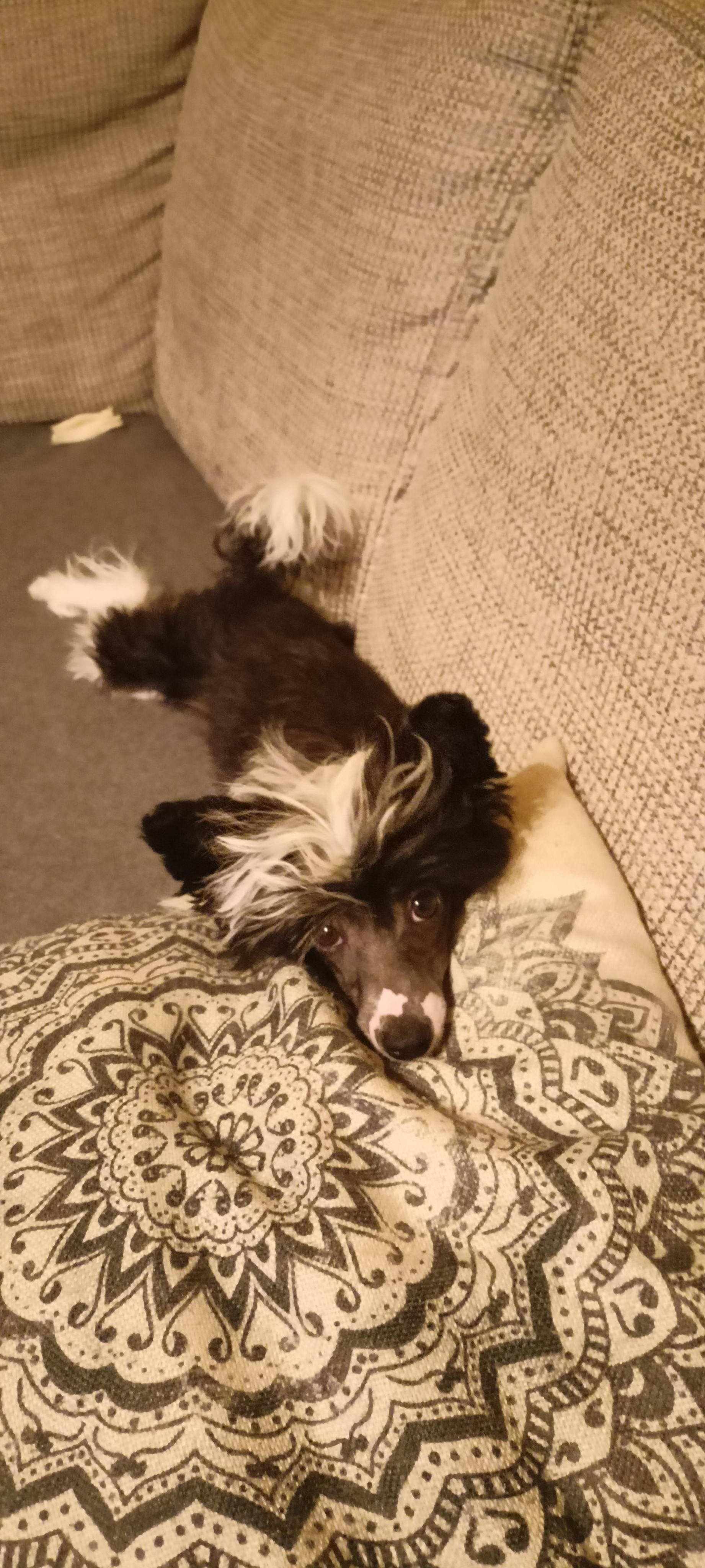 Tosa Inu Chovatelská stanice Aschabey foto 5