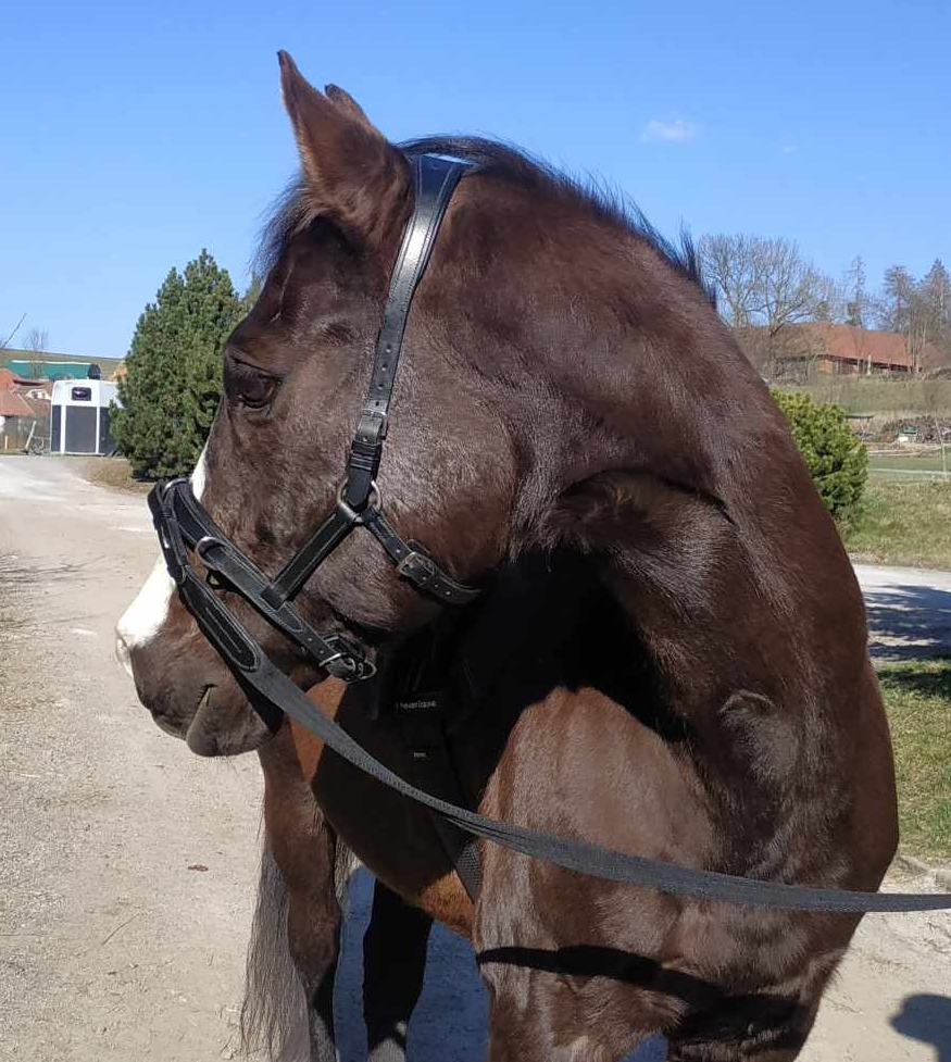 Silver Sun Saddlery - zakázkové sedlářství foto 5