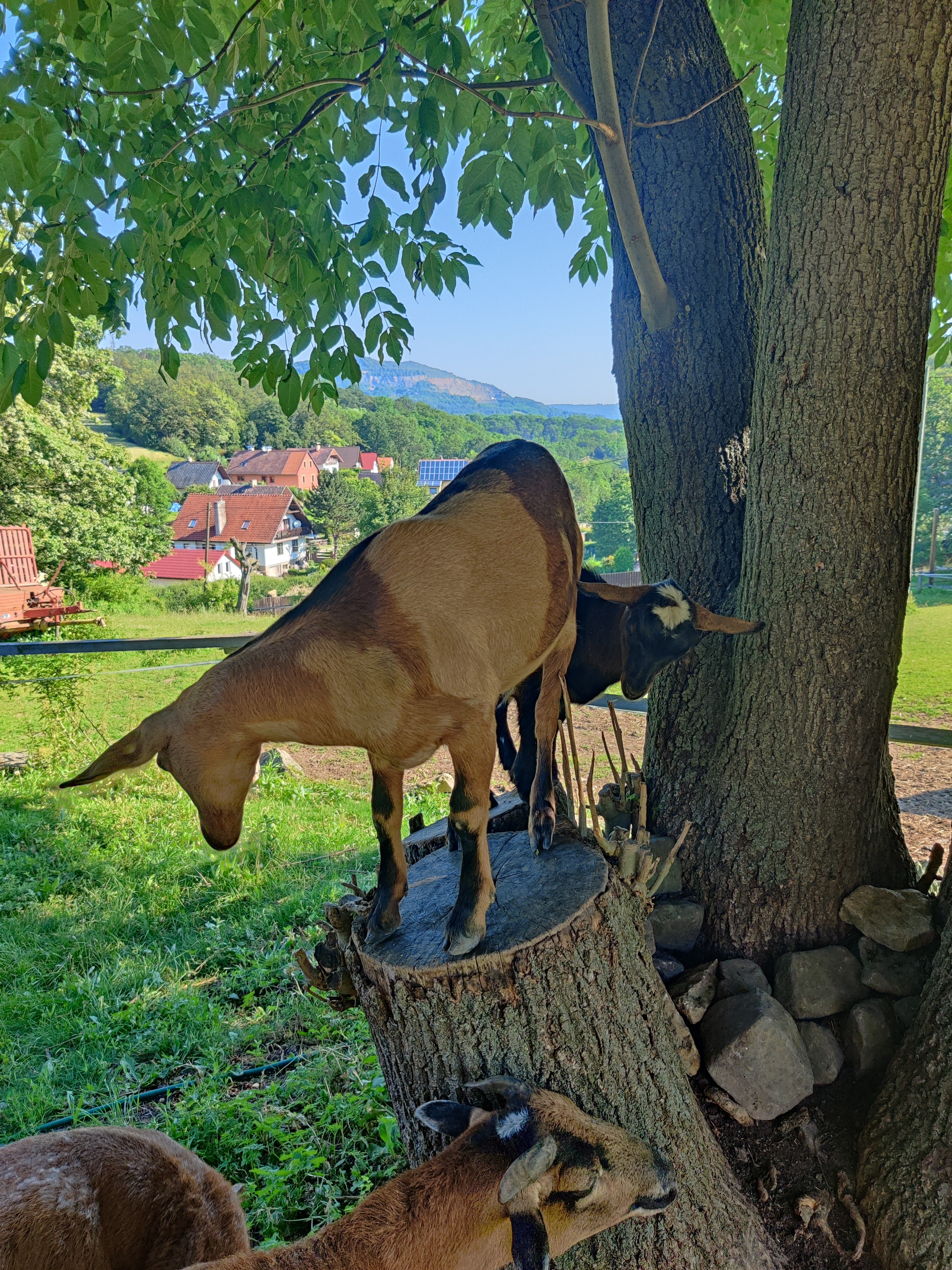 Ubytování na Ranči pod Lovošem foto 6