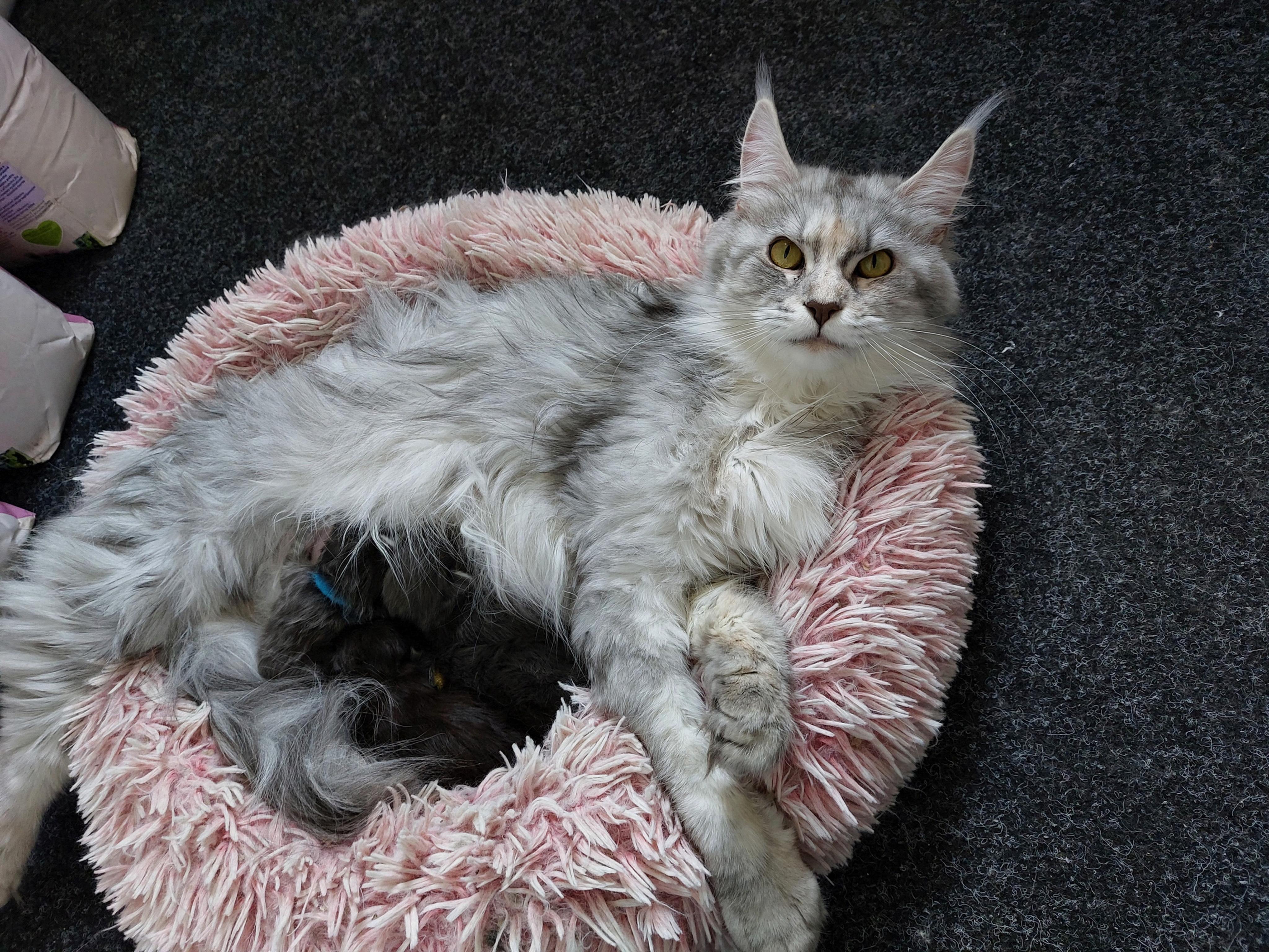 Veterinární ošetřovna MVDr. Šárka Staňková foto 2