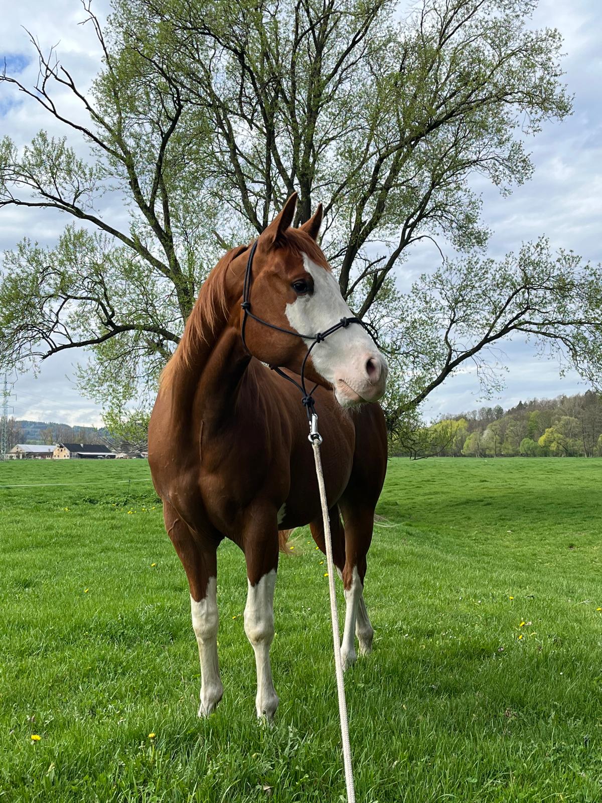 Equiduo.cz foto 5