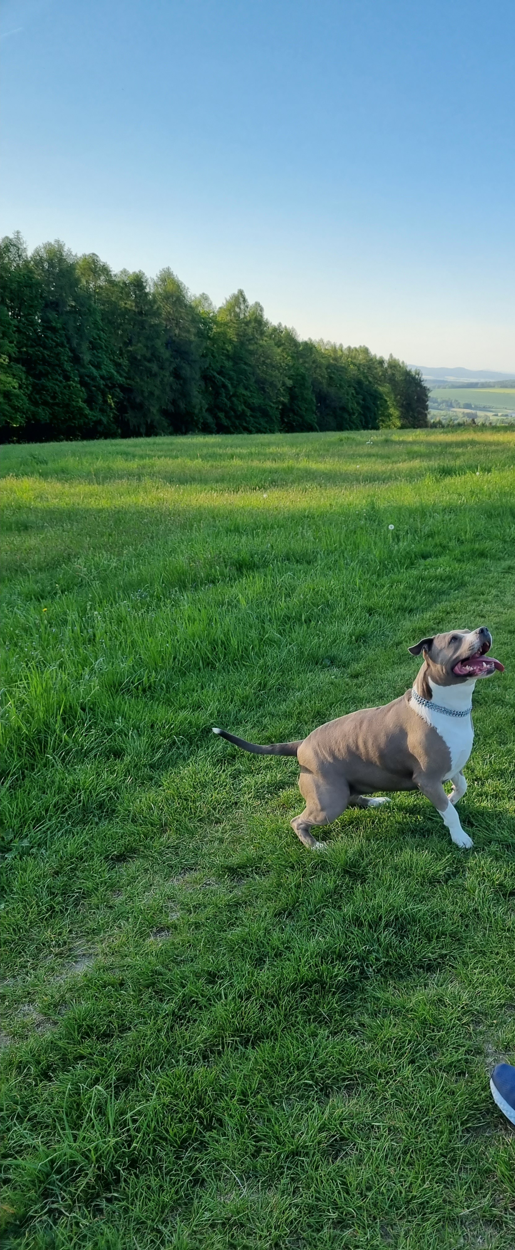 Veterinární ordinace Kdyně foto 5