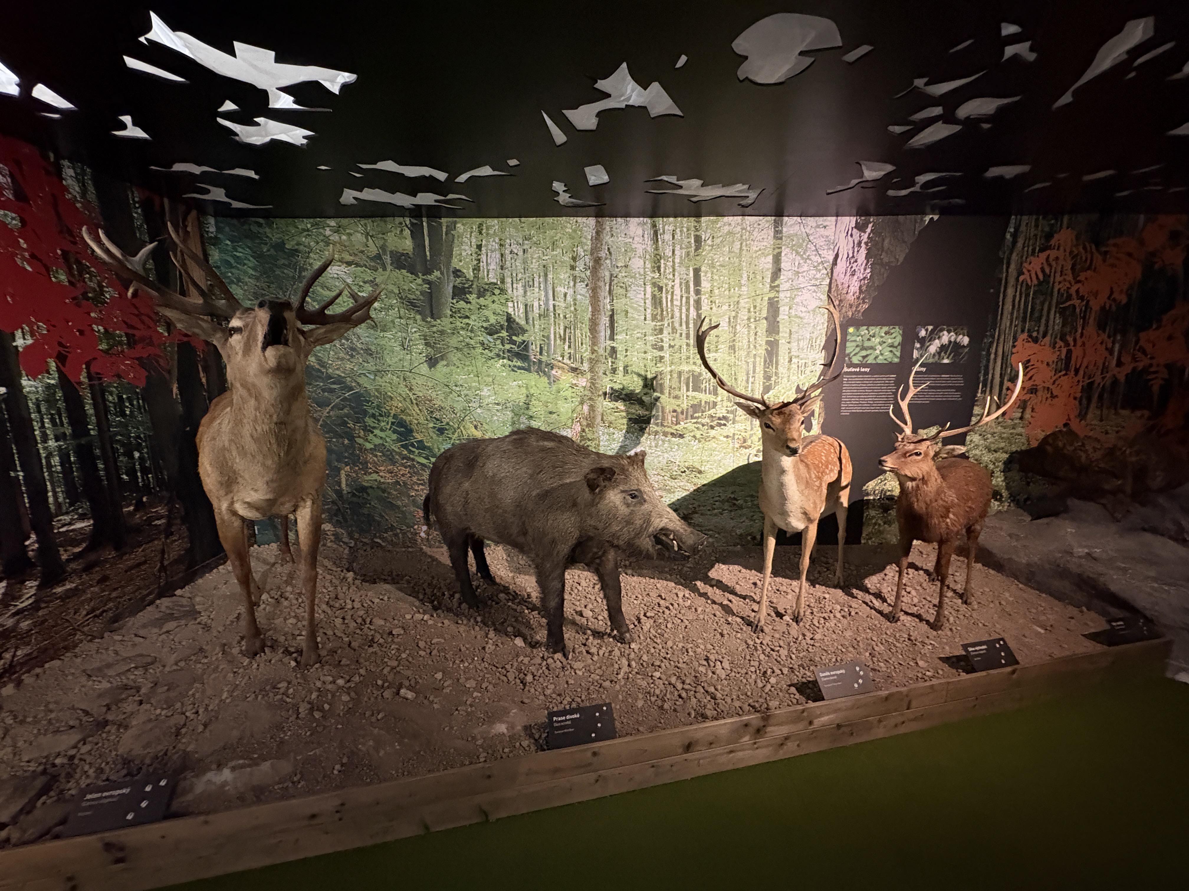 Muzeum Vysočiny Jihlava foto 4