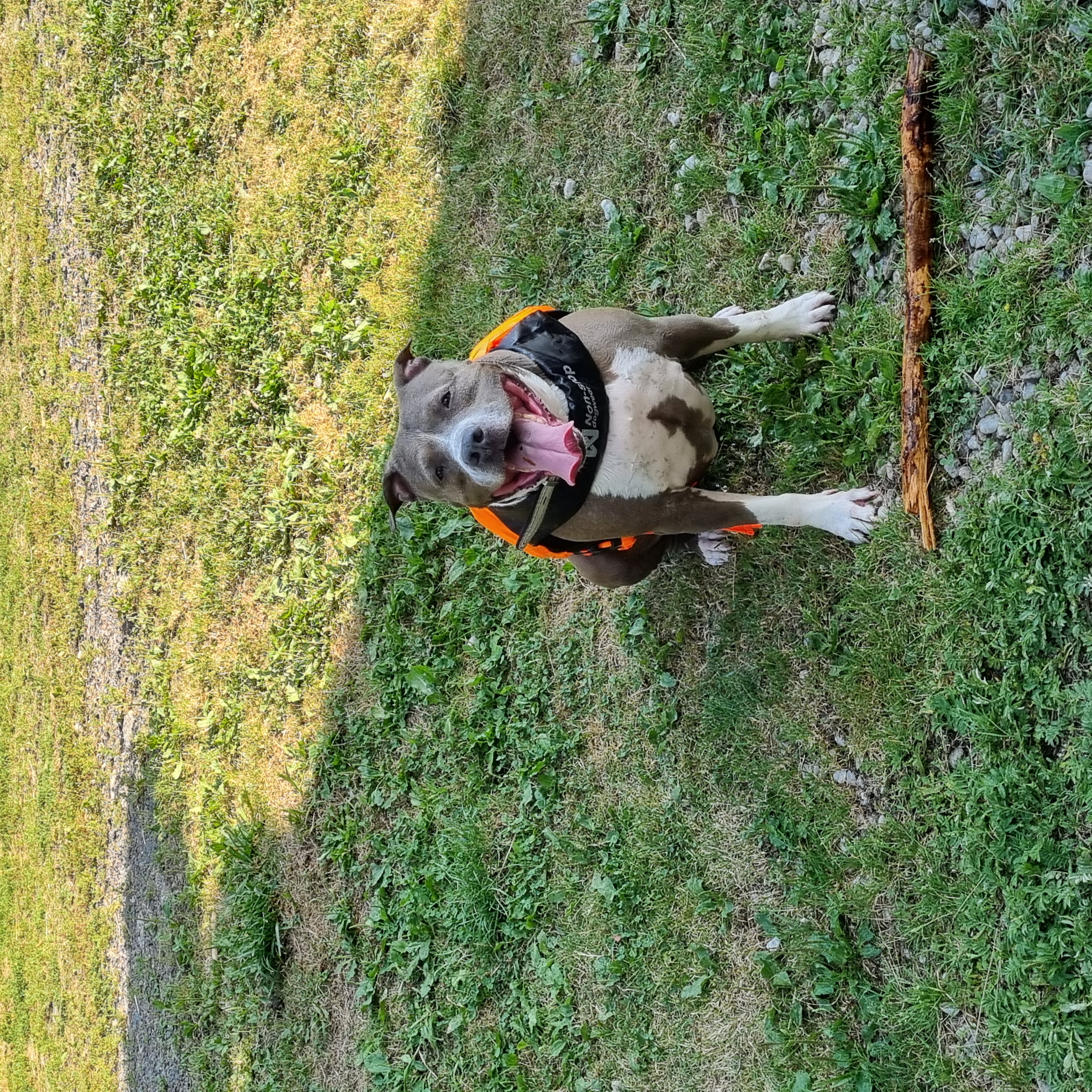 Veterinární ordinace Kdyně foto 6