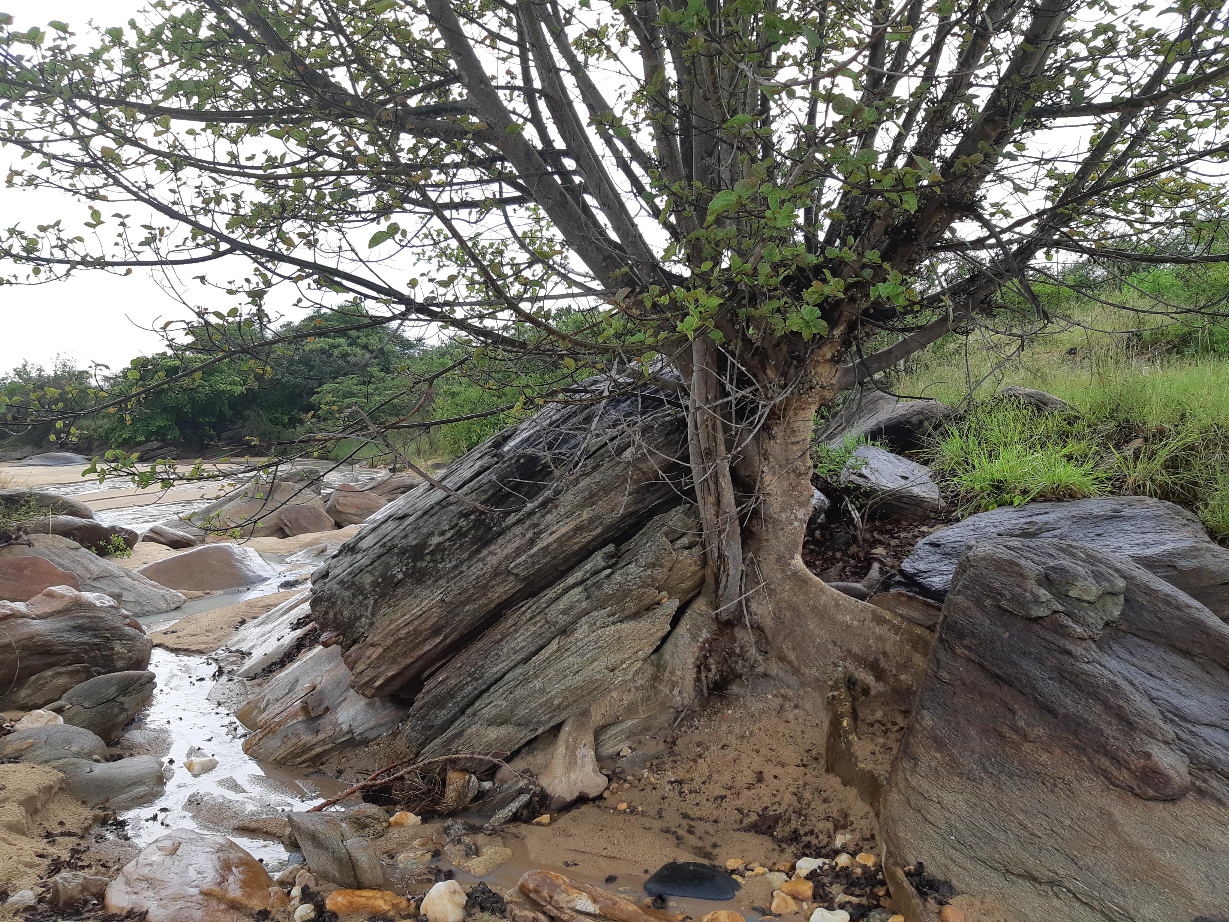 Zahradnictví La Toscana foto 5