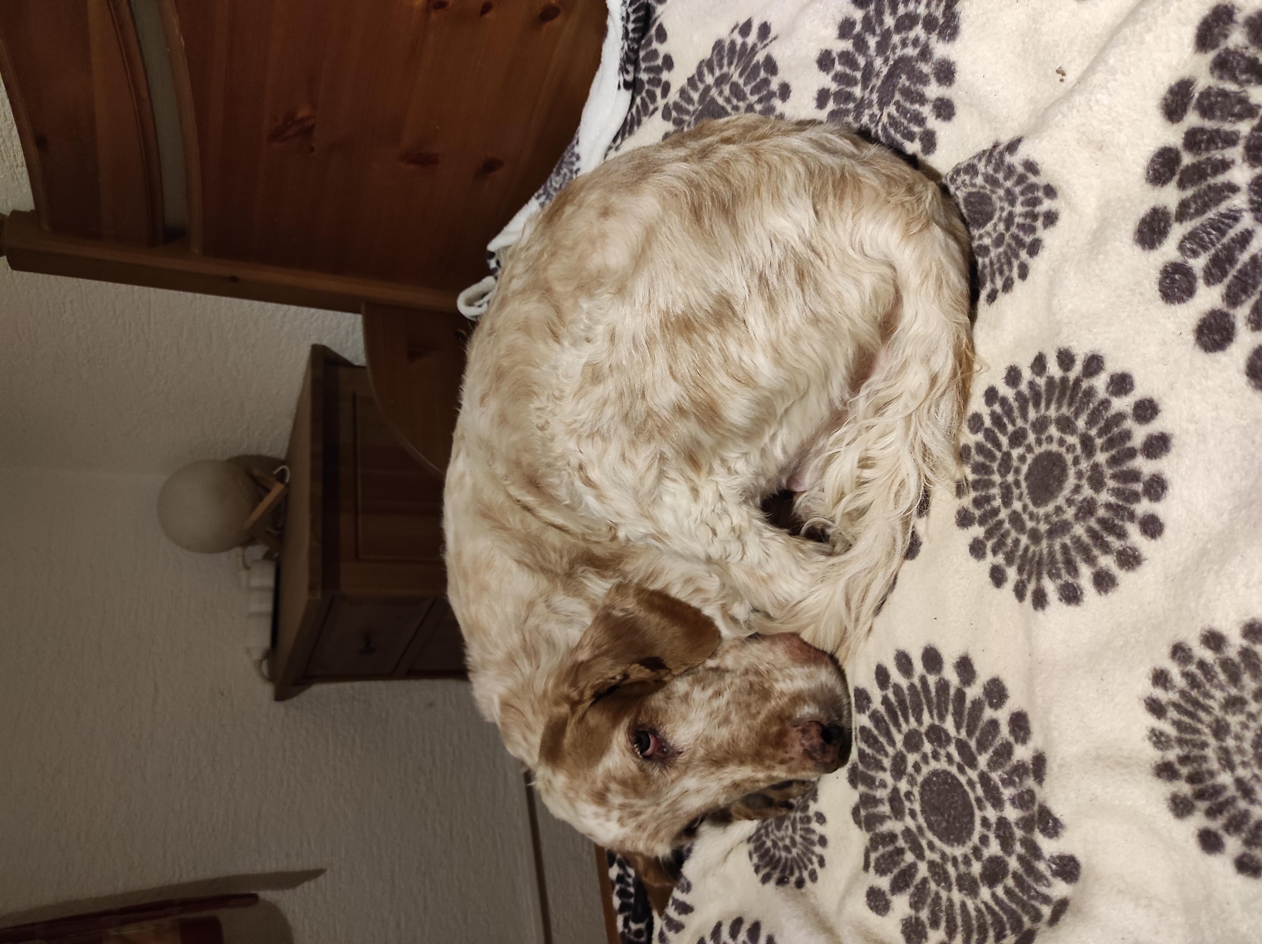 Veterinární nemocnice VetPro Český Brod foto 6