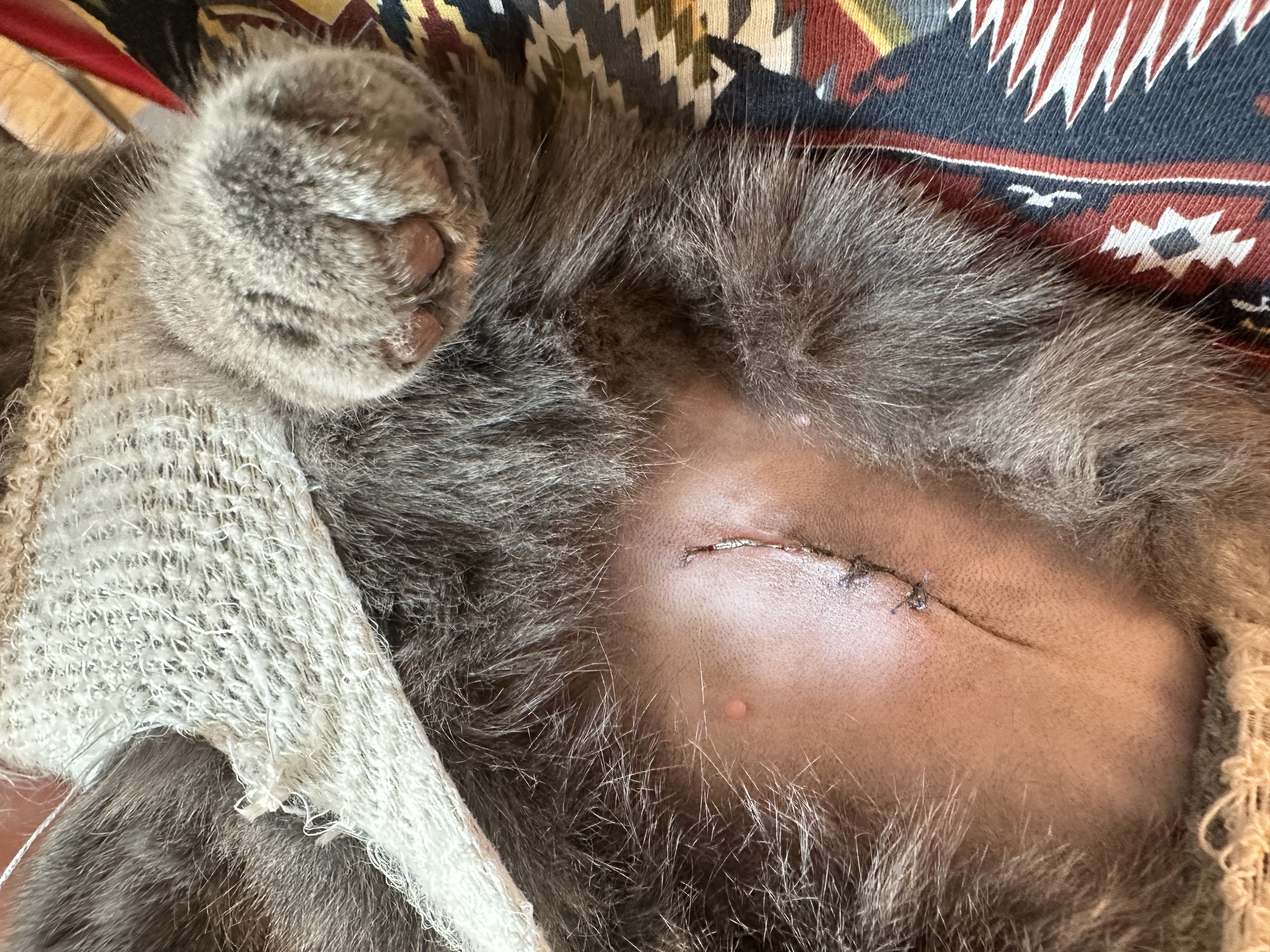 Veterinární klinika Na Hůrce foto 5