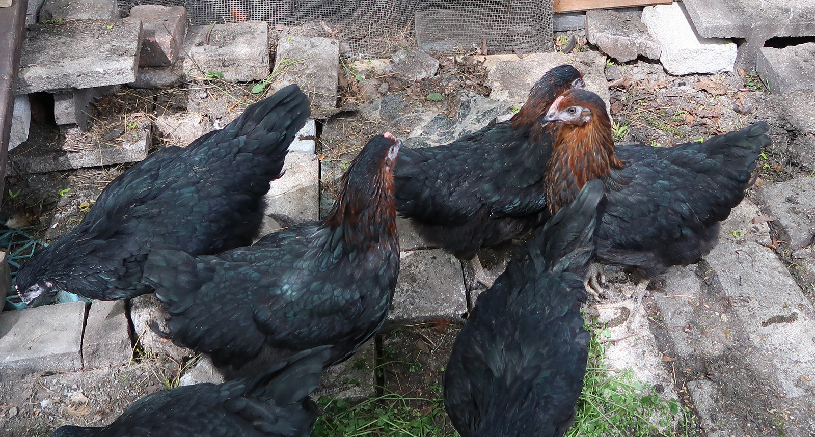 Josef Dvořák - STATEK DVOŘÁK foto 4