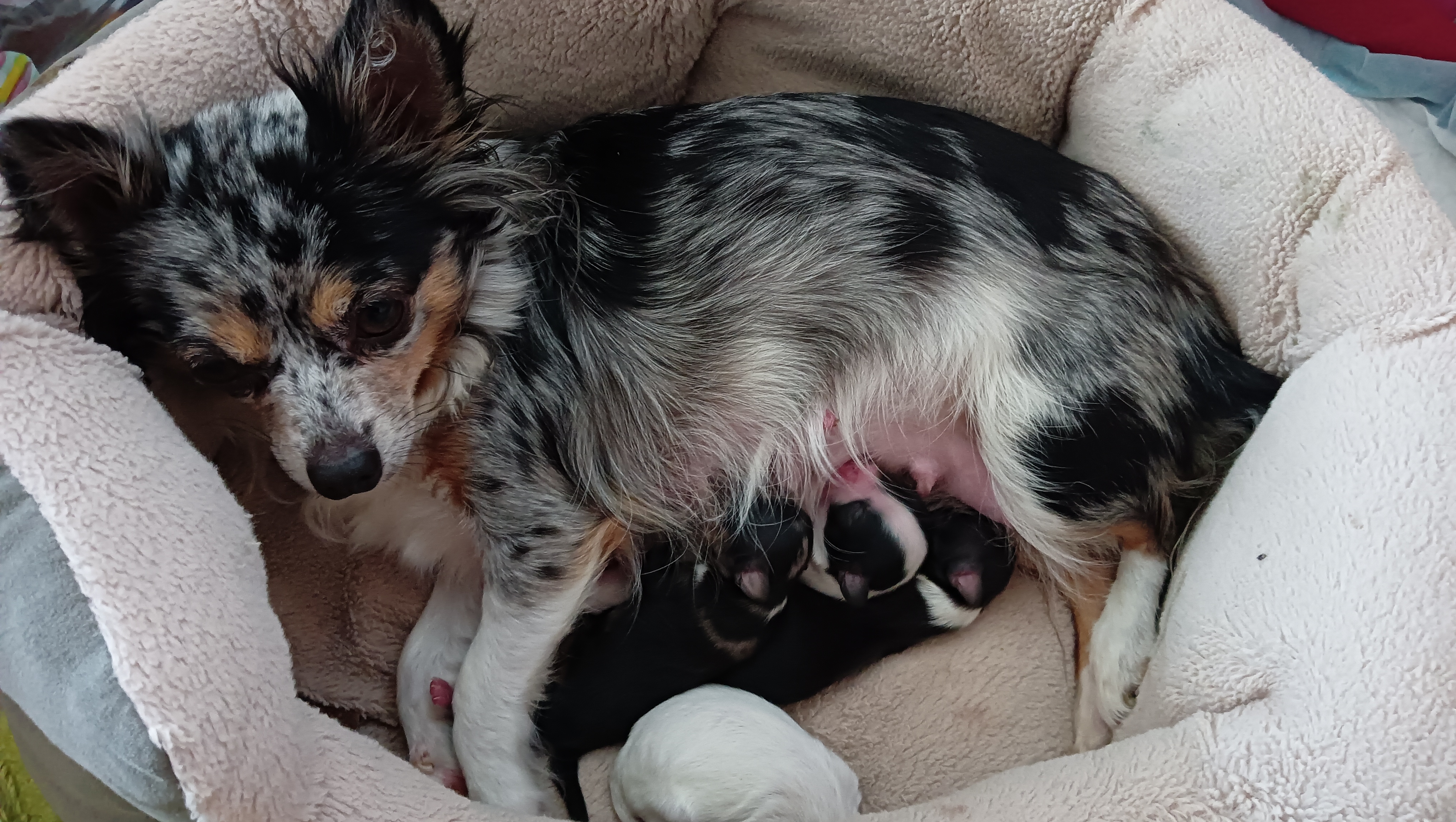 Veterinární klinika Medicanima foto 5